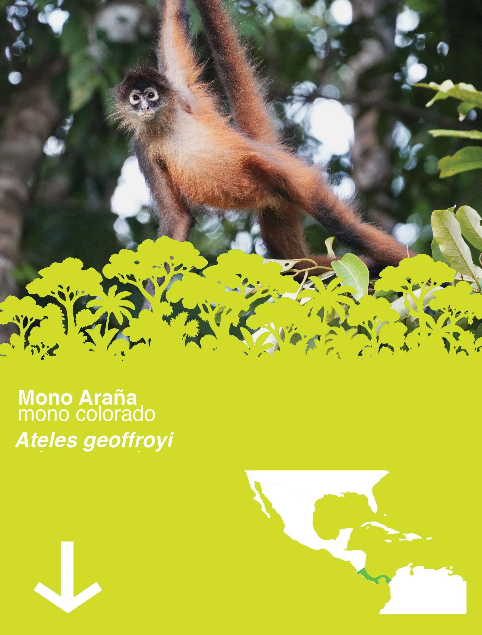 El animal que busca la rama antes de cruzar el vacío