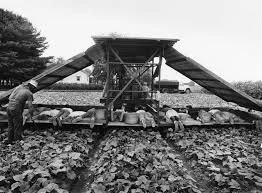 Picking Cucumbers…Jim Pelis discusses 