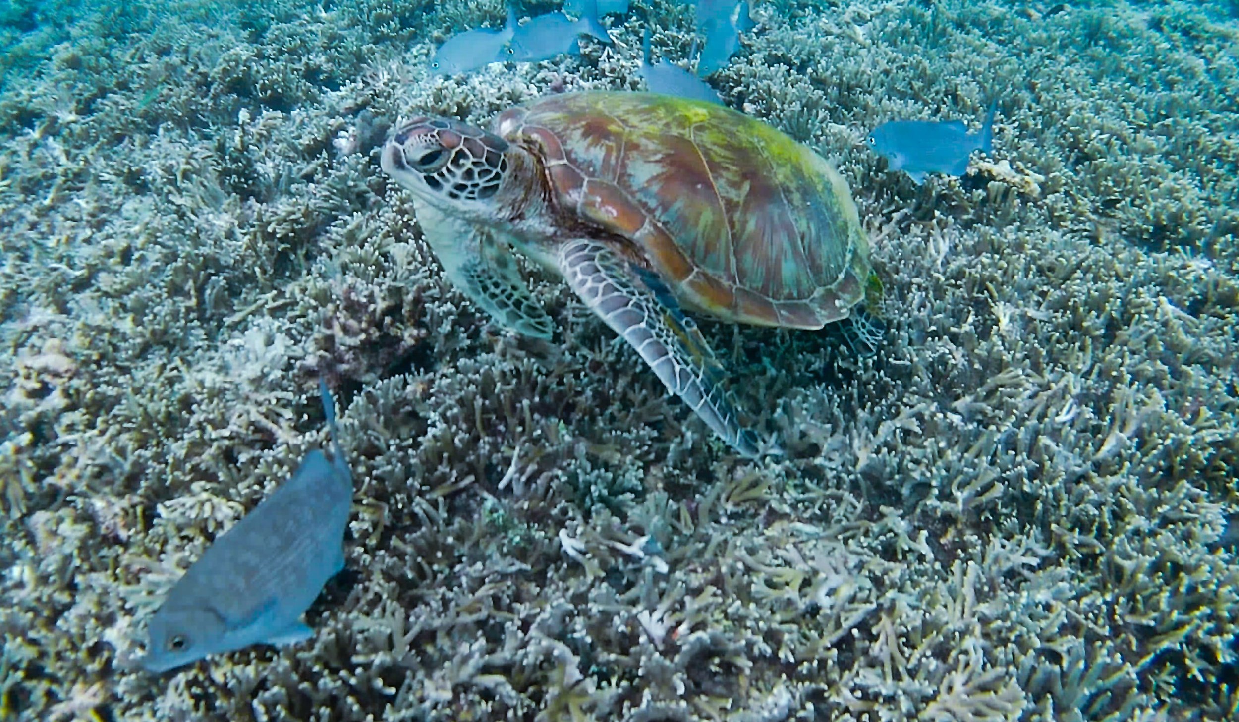 Raja Ampat, New Guinea Indonesia