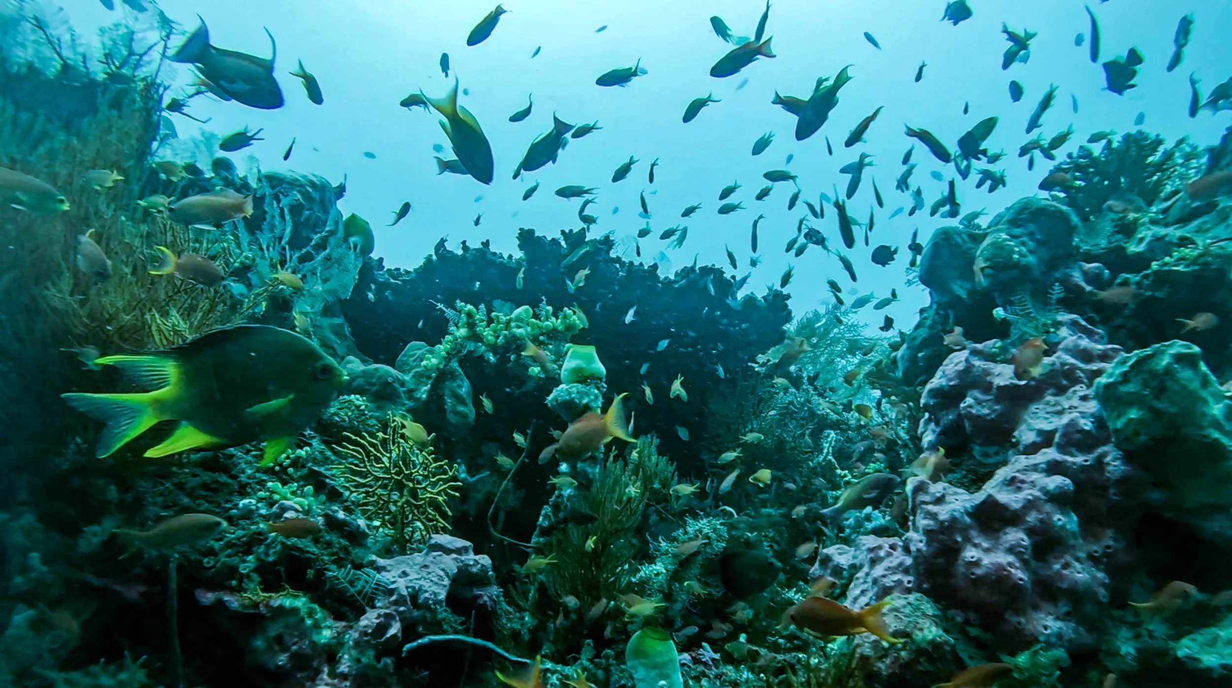Raja Ampat, New Guinea Indonesia
