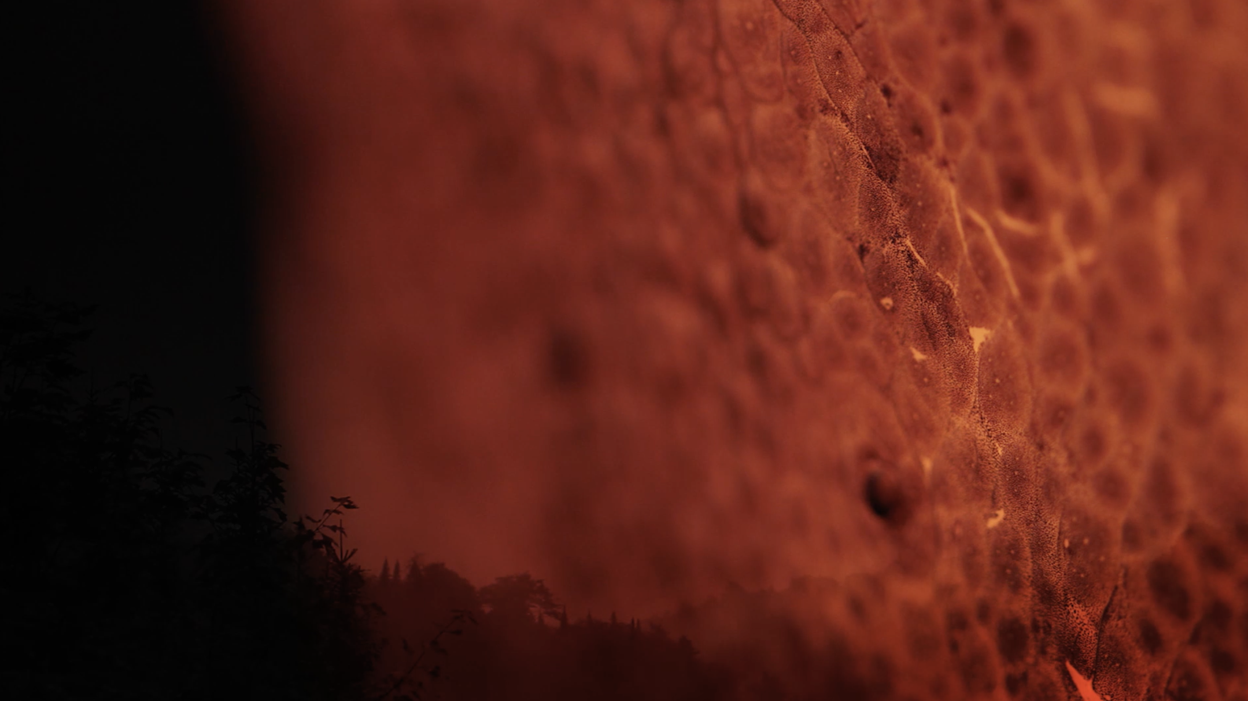 THE DARK GLOW / Mindroots