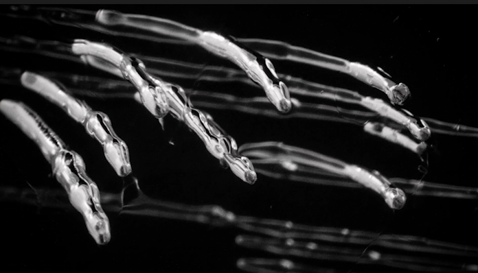Another brick in the wall / Opera  //
Concept , Direction / Johnny Ranger  //
Cinematographer / Pierre-Guilhem Roudet
