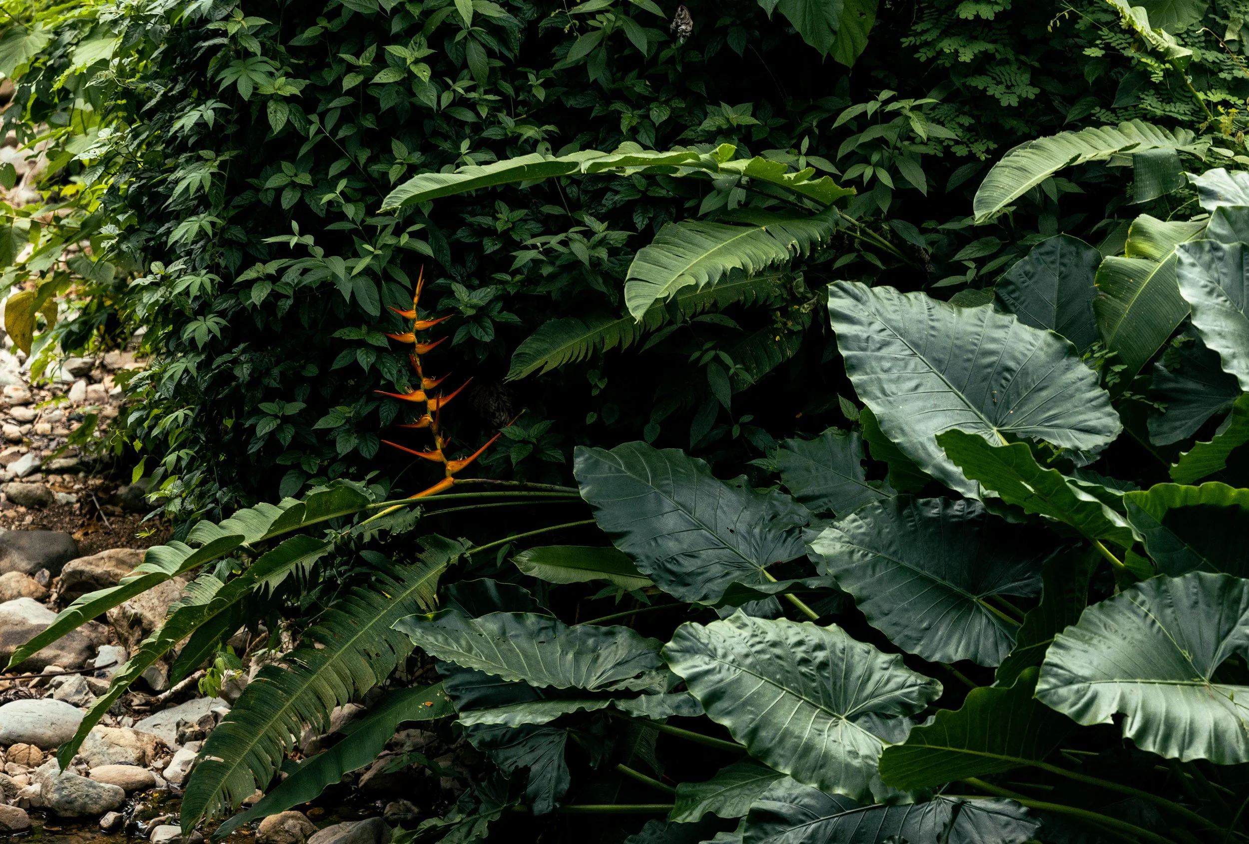 Travelling with friends, Uvita, Costa Rica