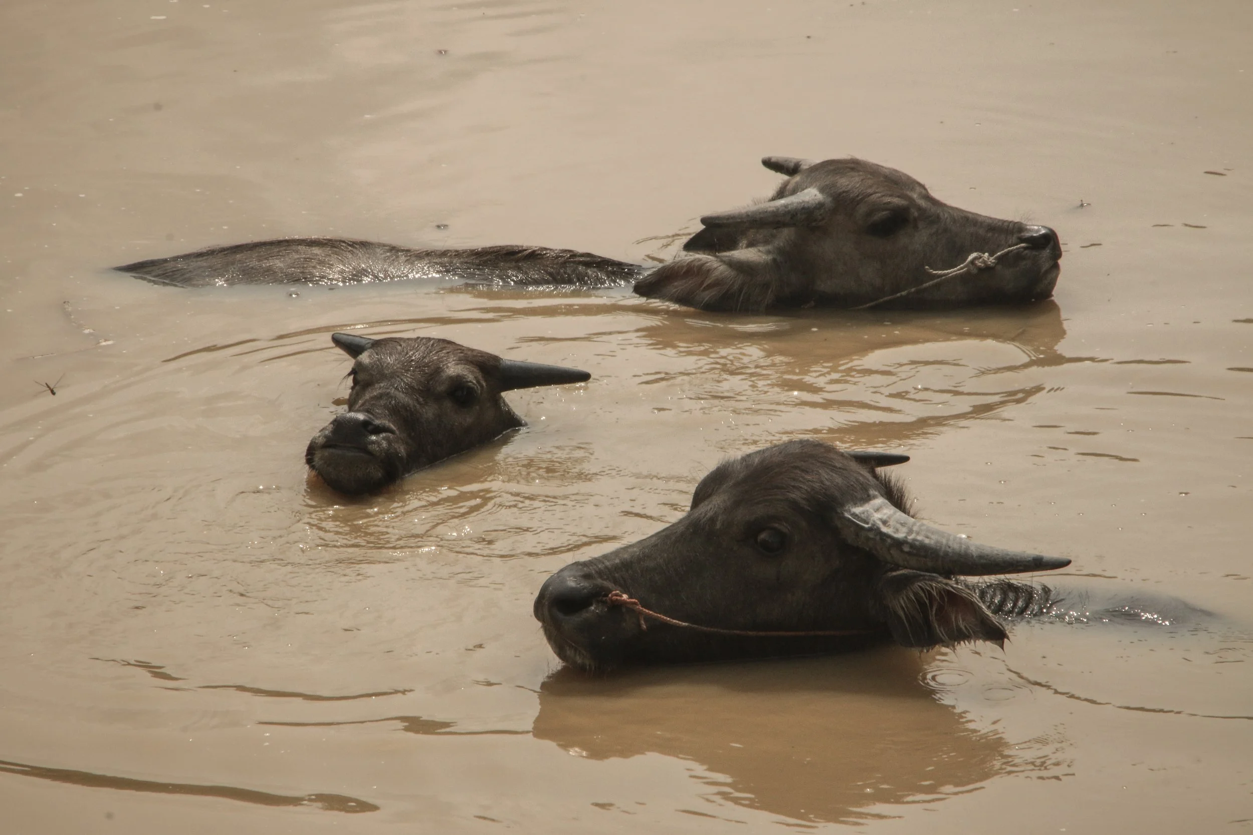 VJING / LIVE VIDEO MIXING