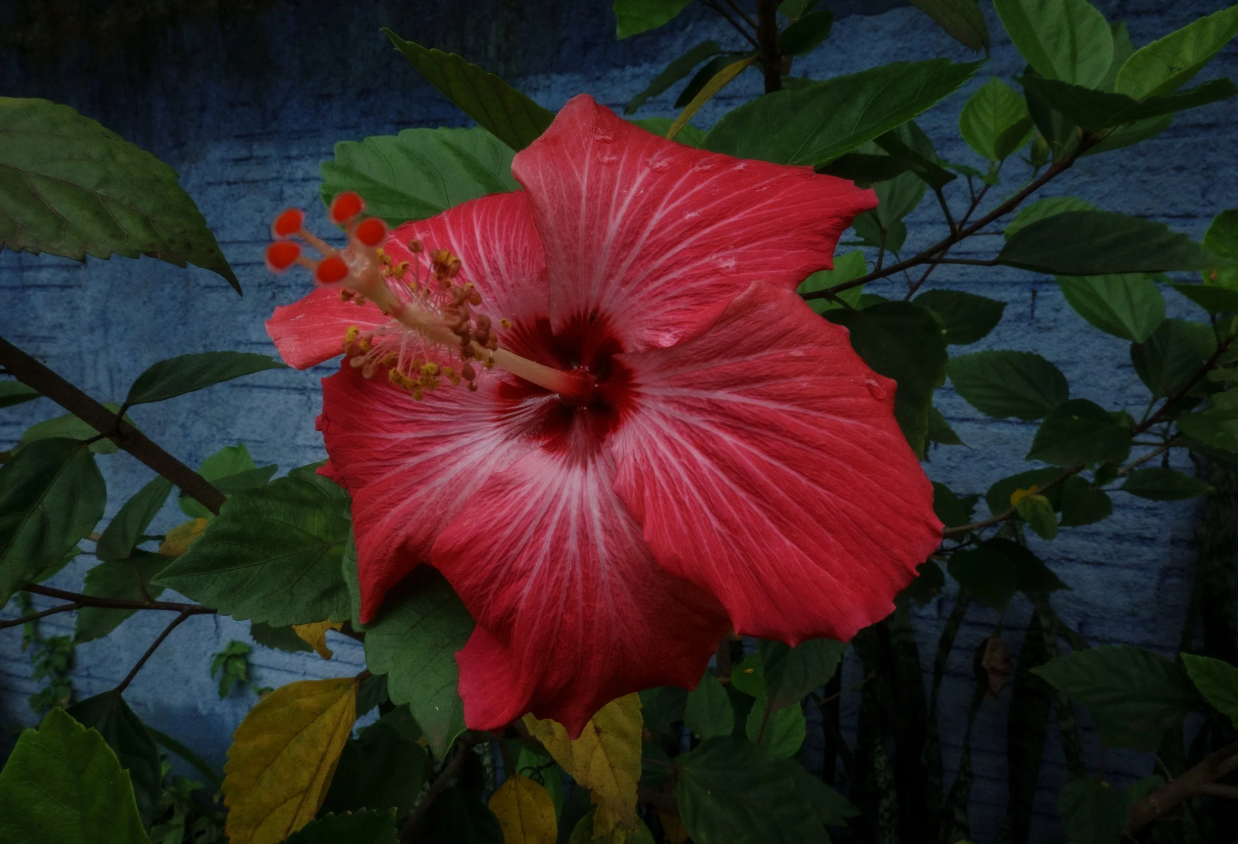 DSC05276-1HIGHRES light.jpg.jpg