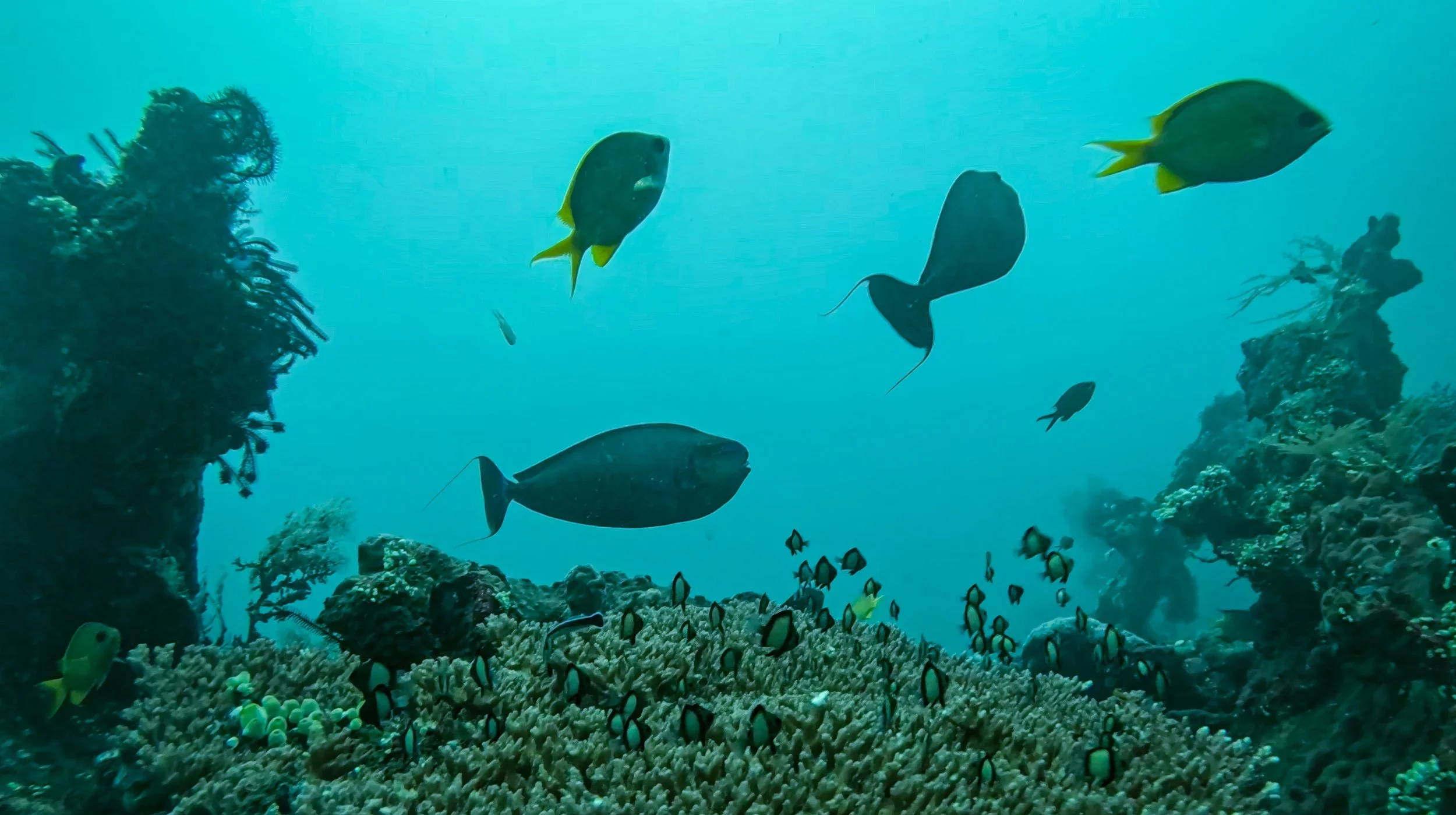 Raja Ampat, New Guinea Indonesia