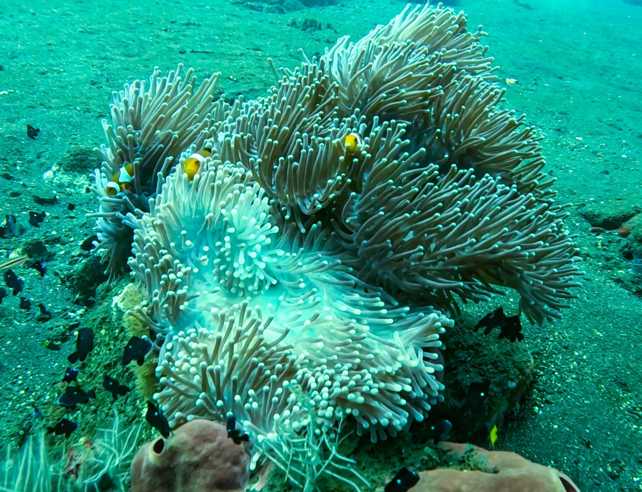 Raja Ampat, New Guinea Indonesia
