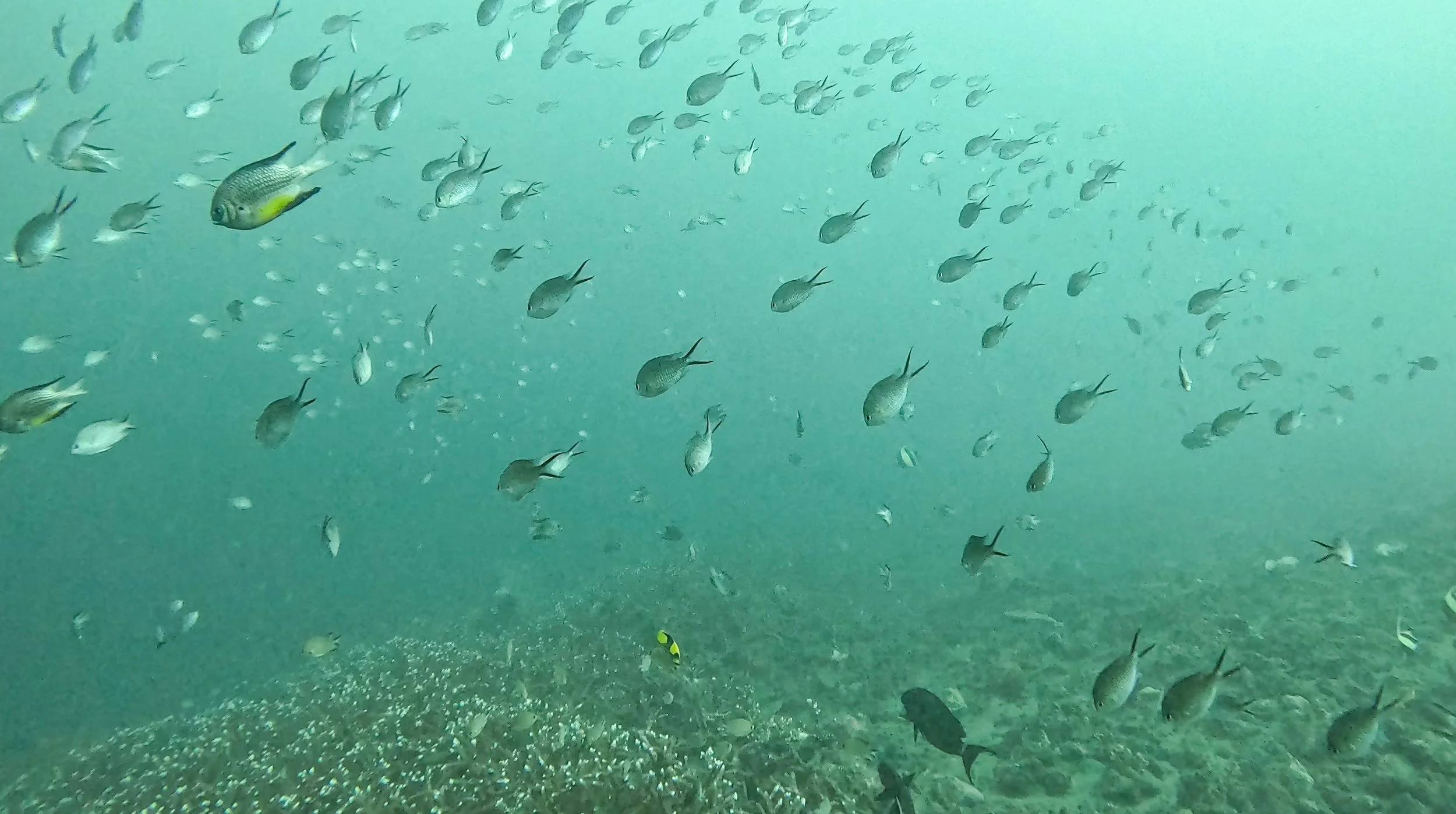 Raja Ampat, New Guinea Indonesia