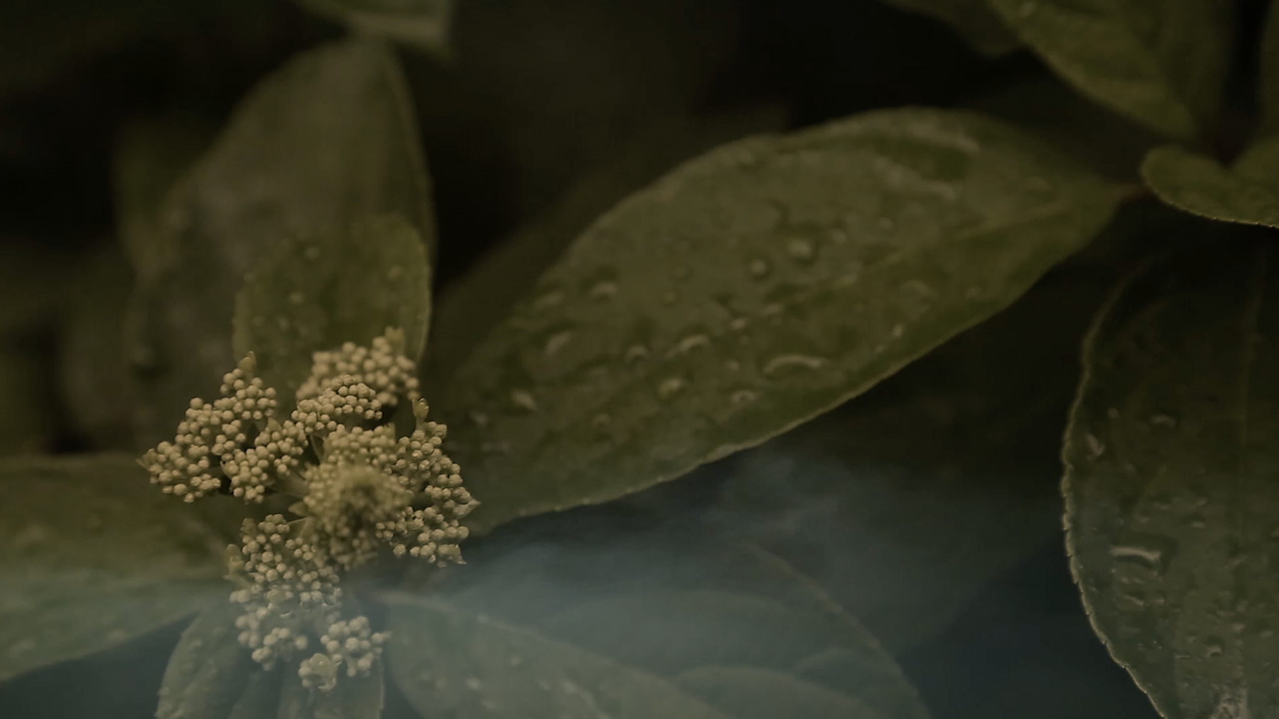 THE DARK GLOW / Mindroots