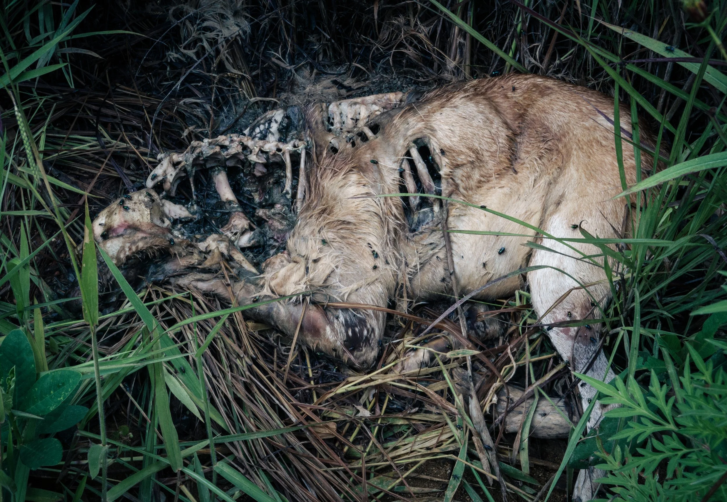 DSC05270-1HIGHRES light.jpg.jpg