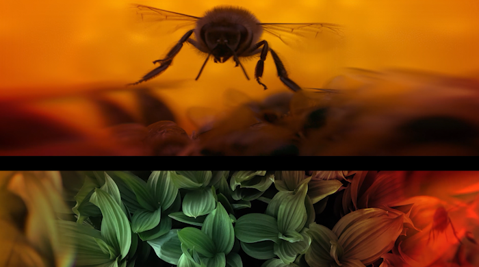 OASIS immersion / Roots For Nature //
Directed / Katerine Giguère & Johnny Ranger //
Concept / Katerine Giguère //
Animation / Etienne Deprès //
Image / National Geographic
