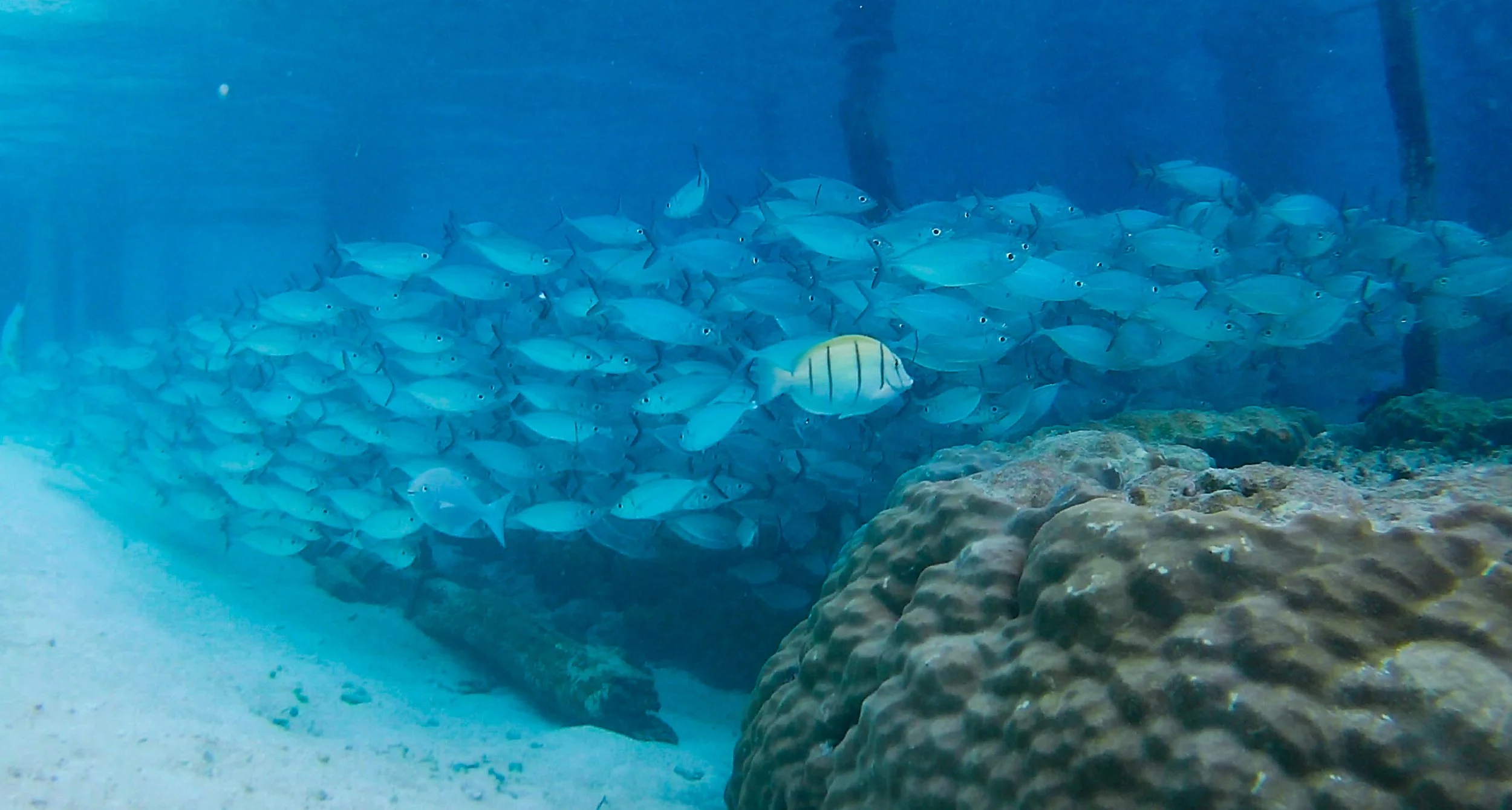 Raja Ampat, New Guinea Indonesia