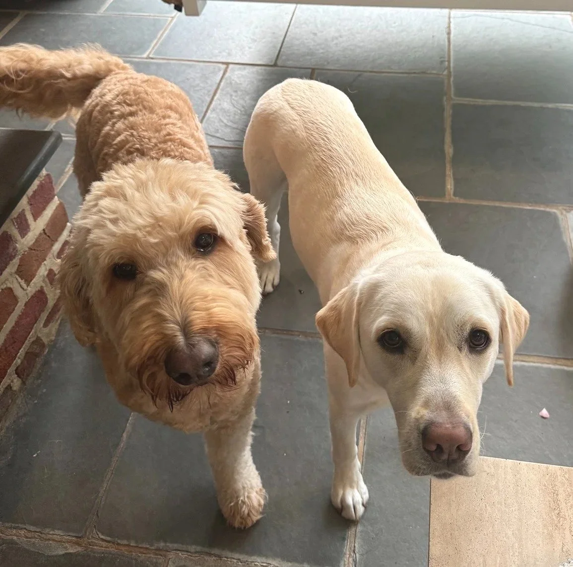Two dogs, one with curly tan fur and the other with short yellow fur, standing on a tiled floor and looking up at the camera.