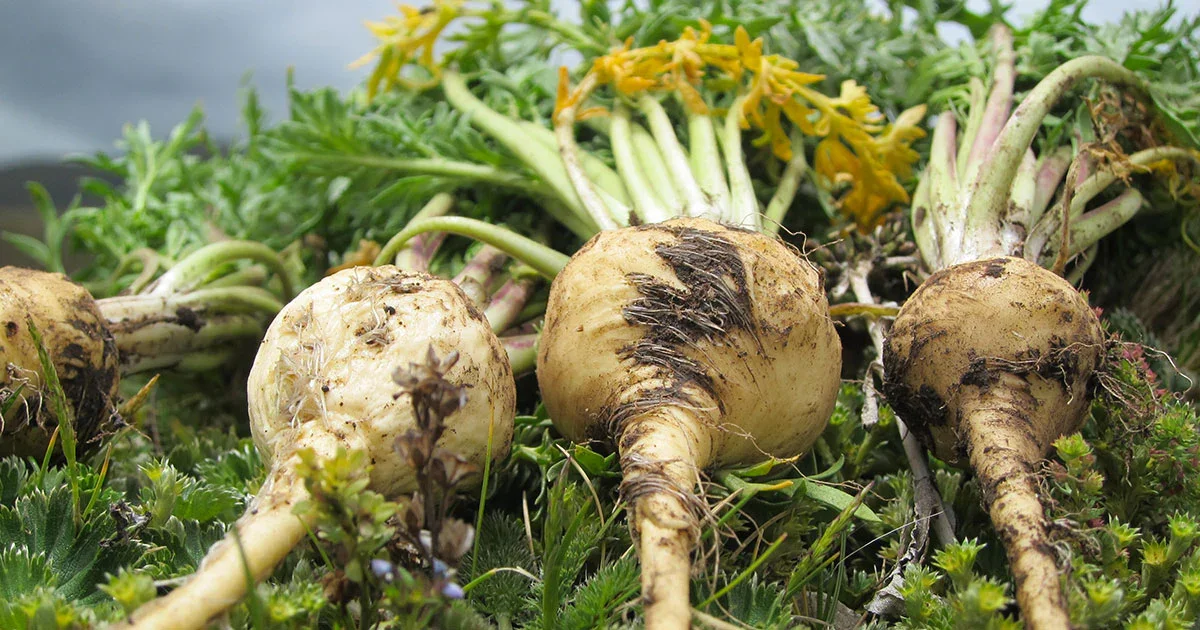 Fresh Maca Root with green tops lying on soil or ground, some dirt on the roots. The ingredient in God's Own Vitality
