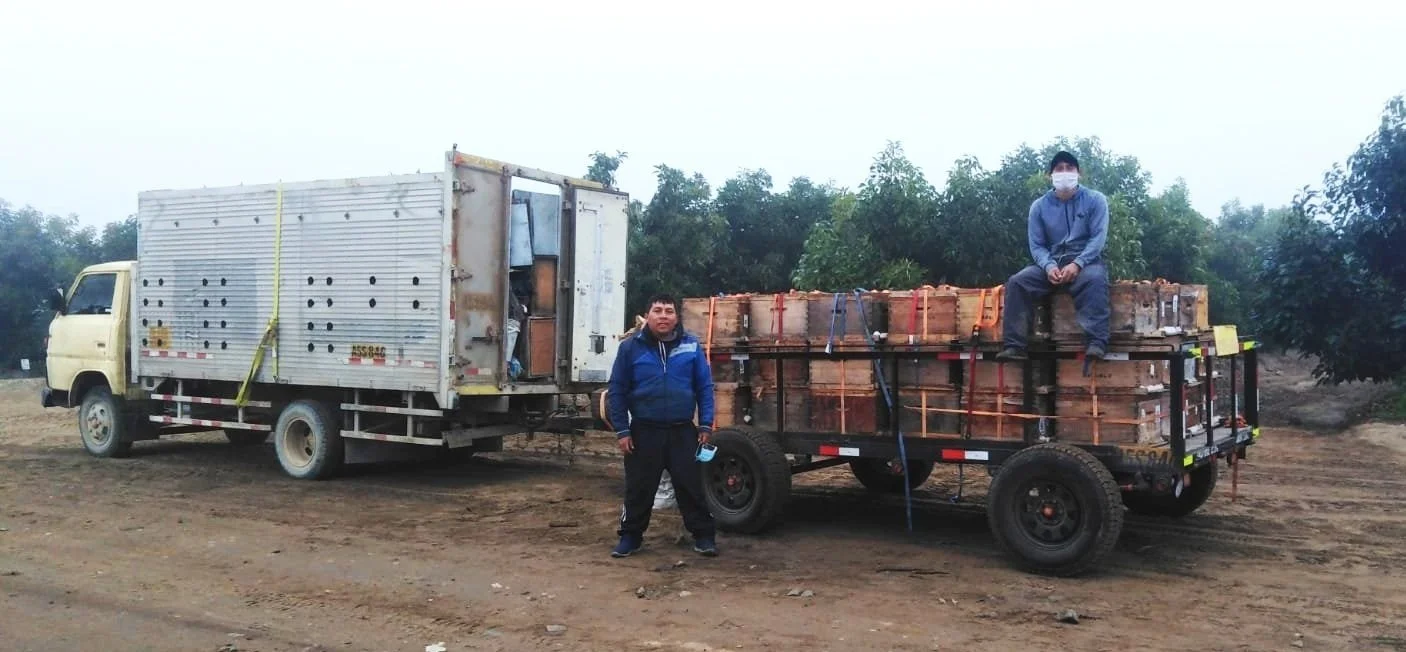 Nature Masters | Tres apicultores con mascarillas junto a un camión y un remolque cargados con colmenas en un campo agrícola con árboles en el fondo