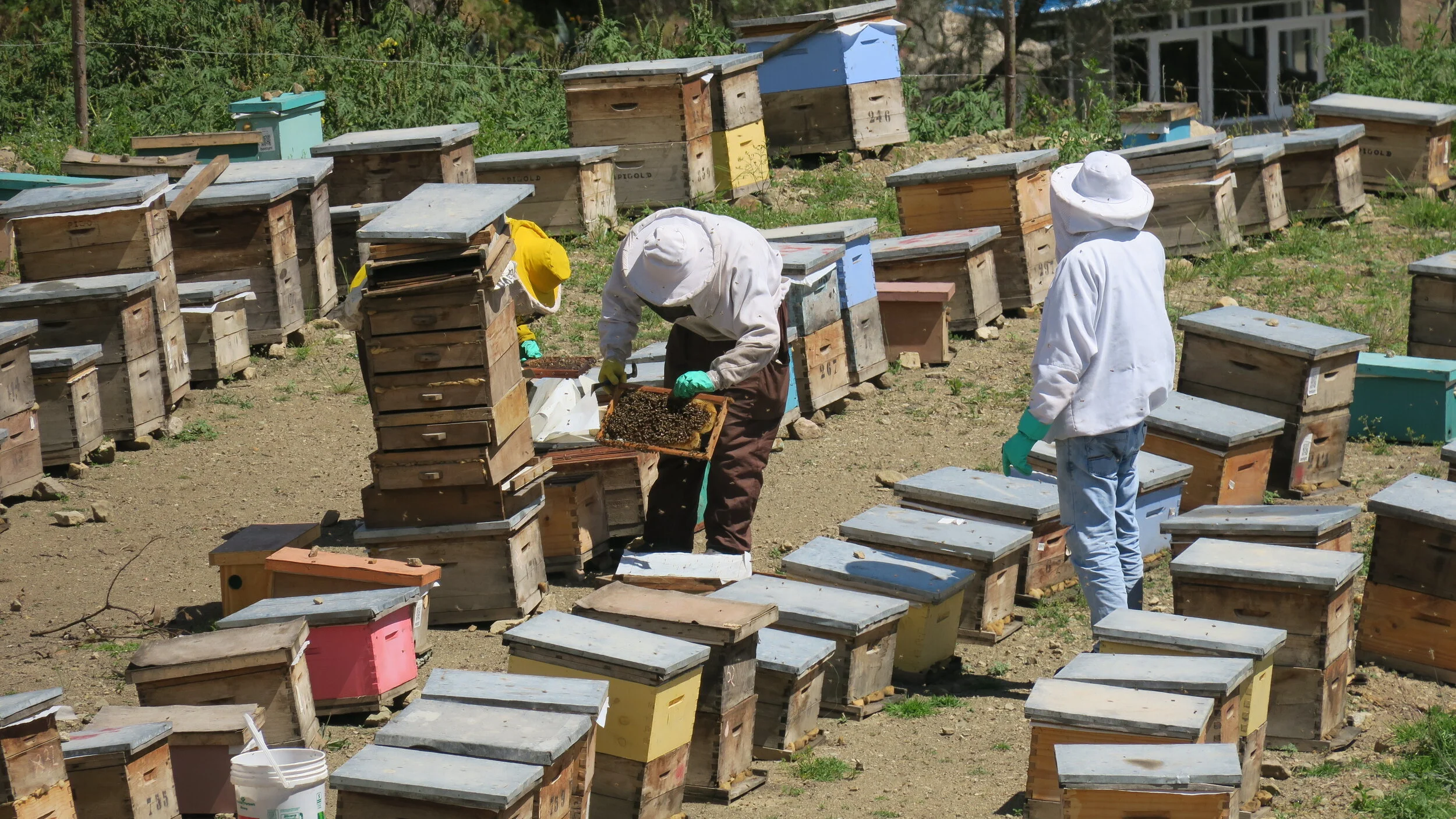 Nature Masters | Apicultores trabajando en una colmena de abejas al aire libre, rodeadas de varias cajas de madera que contienen colmenas, en un entorno natural y soleado.