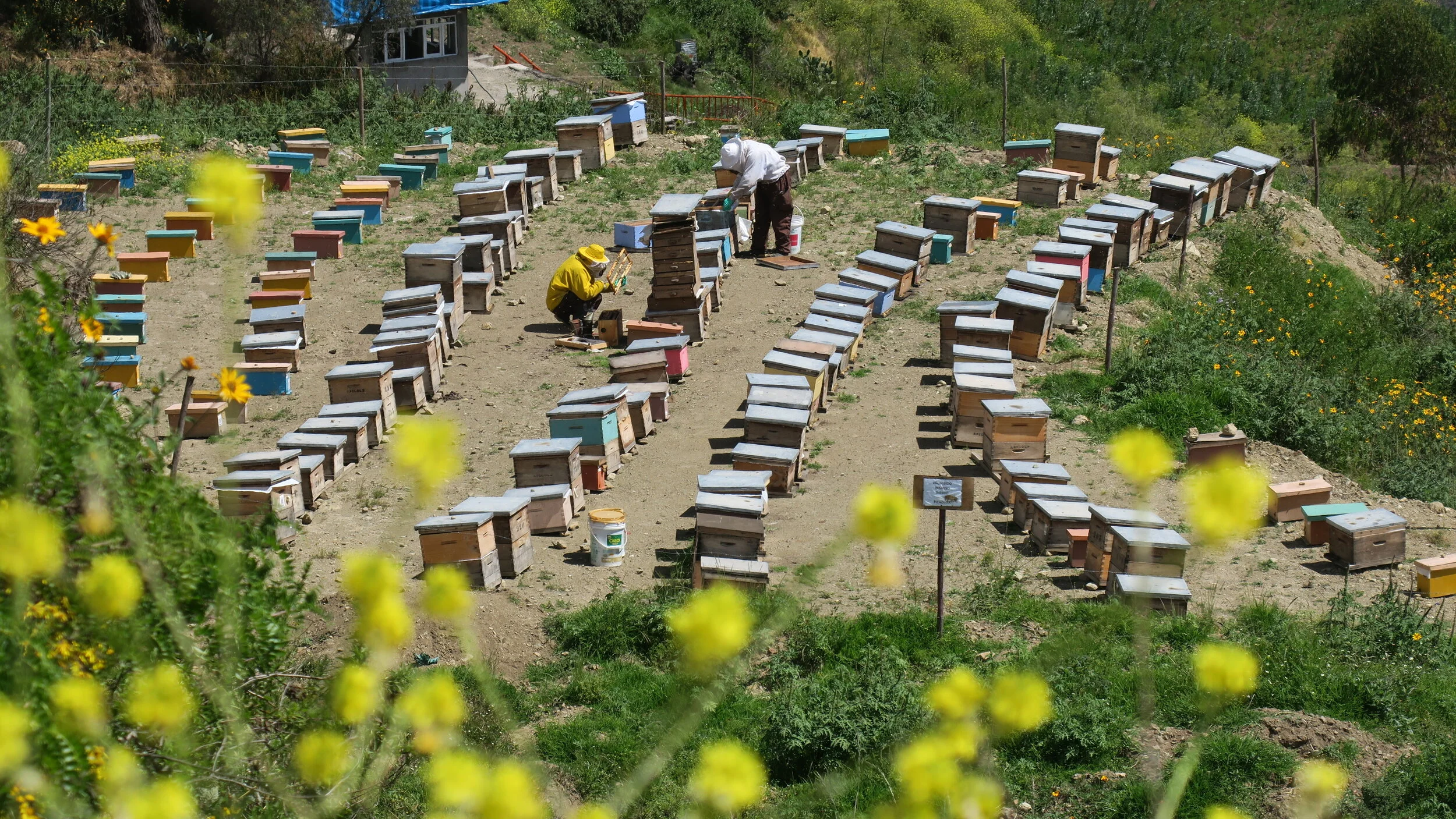Nature Masters | Colmenas distribuidas en un monte con vegetación y flores, con dos personas trabajando en ellas. La escena muestra un ambiente rural y apícola.