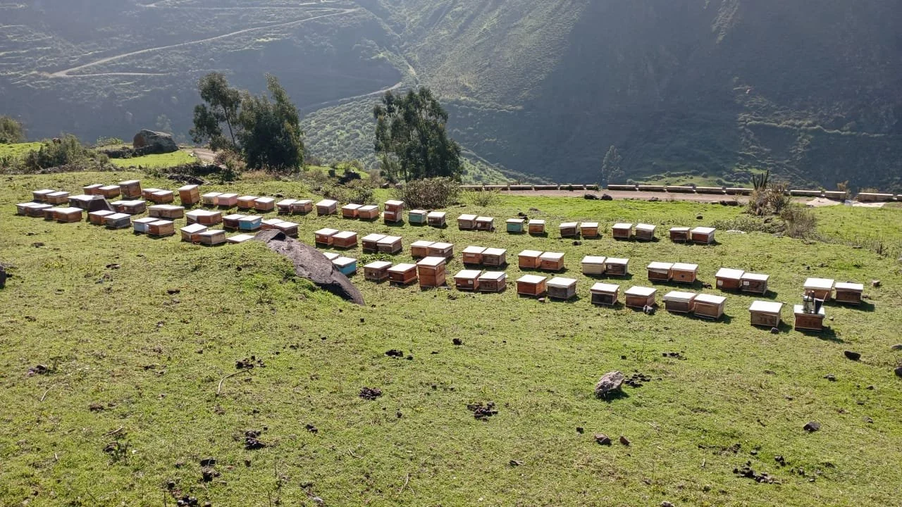 Nature Masters | Colmenas distribuidas en un campo en un área montañosa