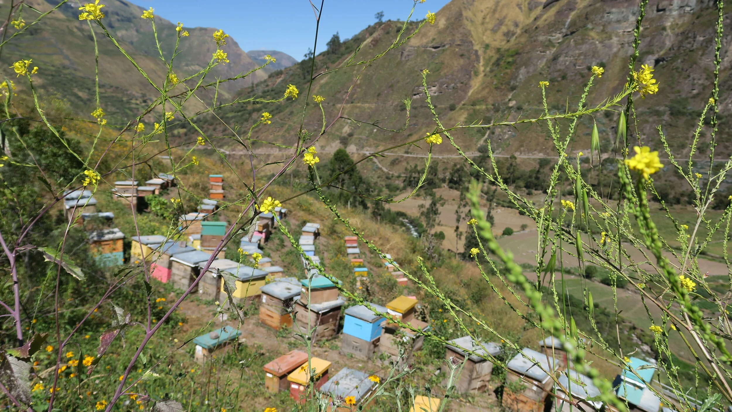 Nature Masters | Colmenas de abejas en una colina con vegetación, y montañas al fondo bajo cielo despejado.
