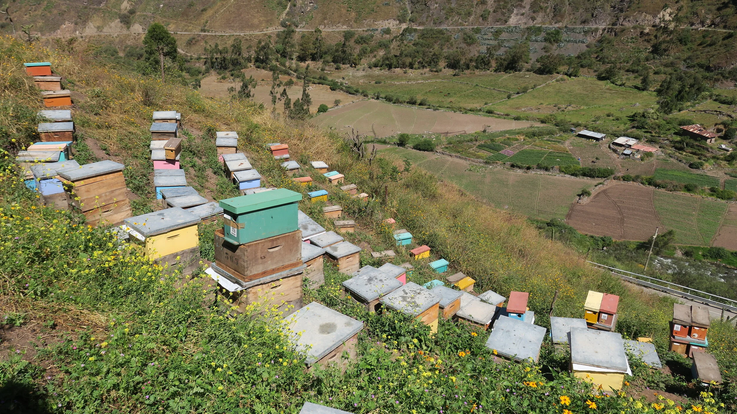 Nature Masters | Colmenas de abejas en una ladera con césped y flores, vista panorámica de terrenos agrícolas y casas en el valle.