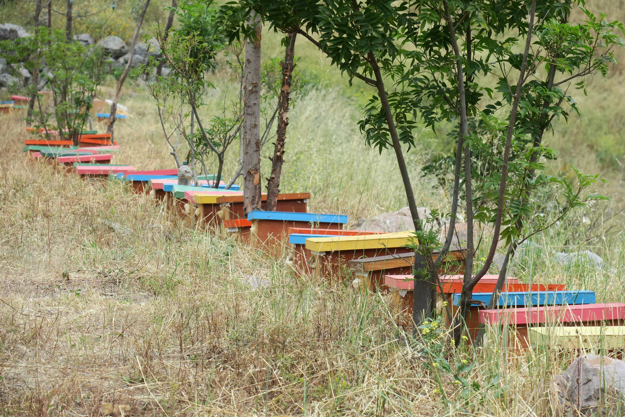 Nature Masters | Colmenas coloridas a lo largo de un campo con árboles y césped seco.