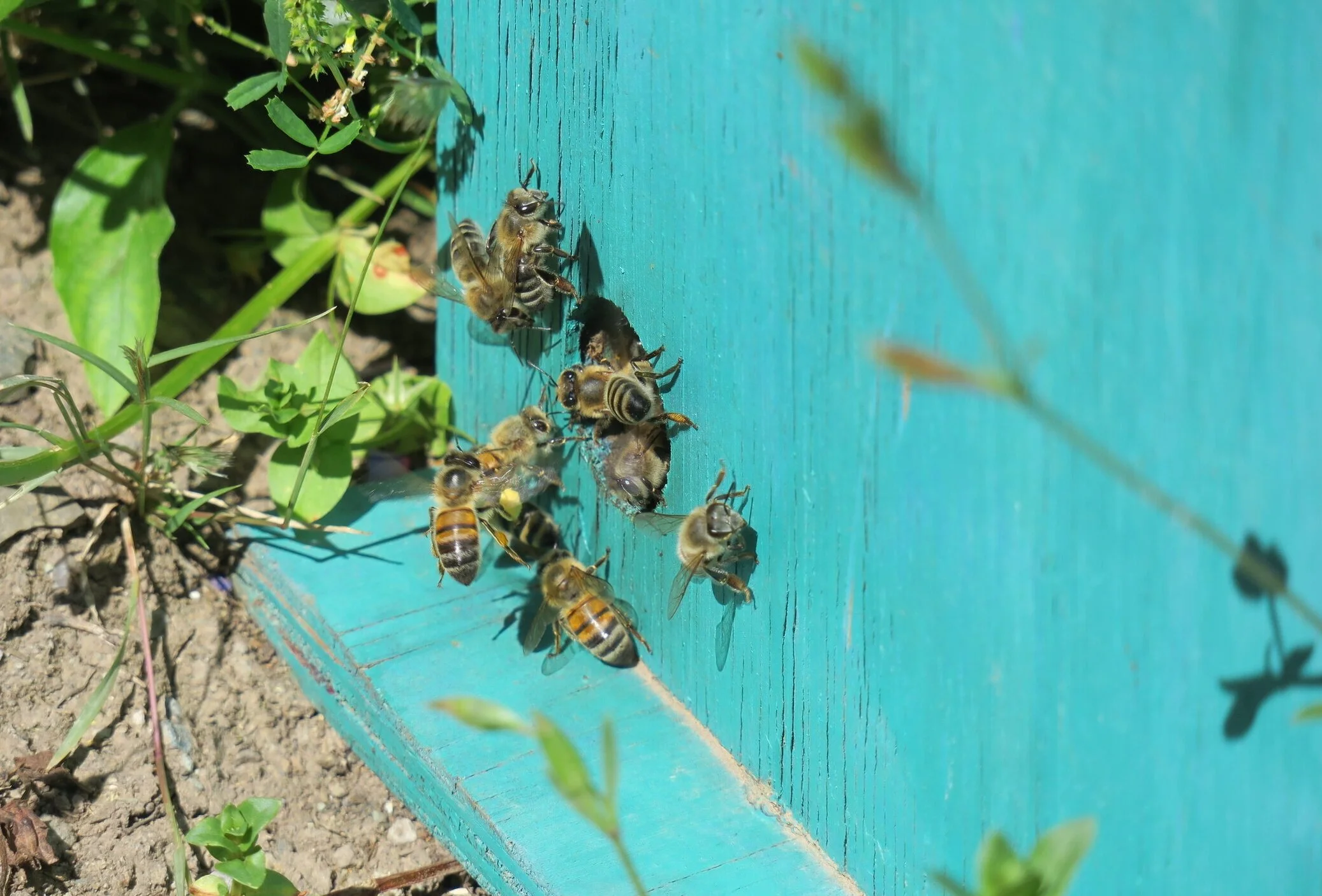 Nature Masters | Abejas en la entrada de un panal de abeja en un marco de madera pintado de azul en un jardín con plantas verdes.