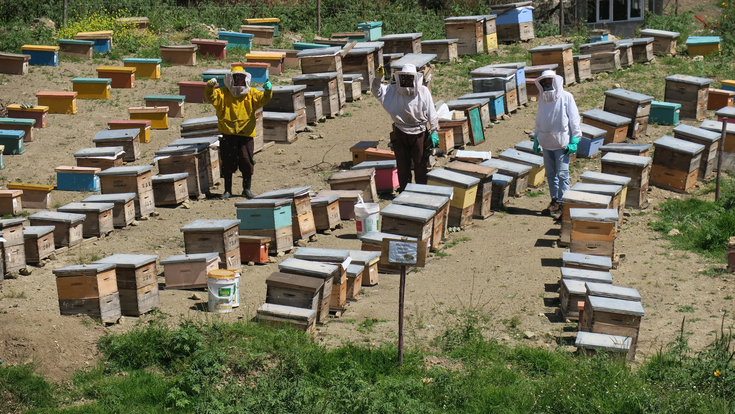 Nature Masters | Tres apicultores con trajes protectores rodeados de colmenas de diferentes colores en un campo durante el día