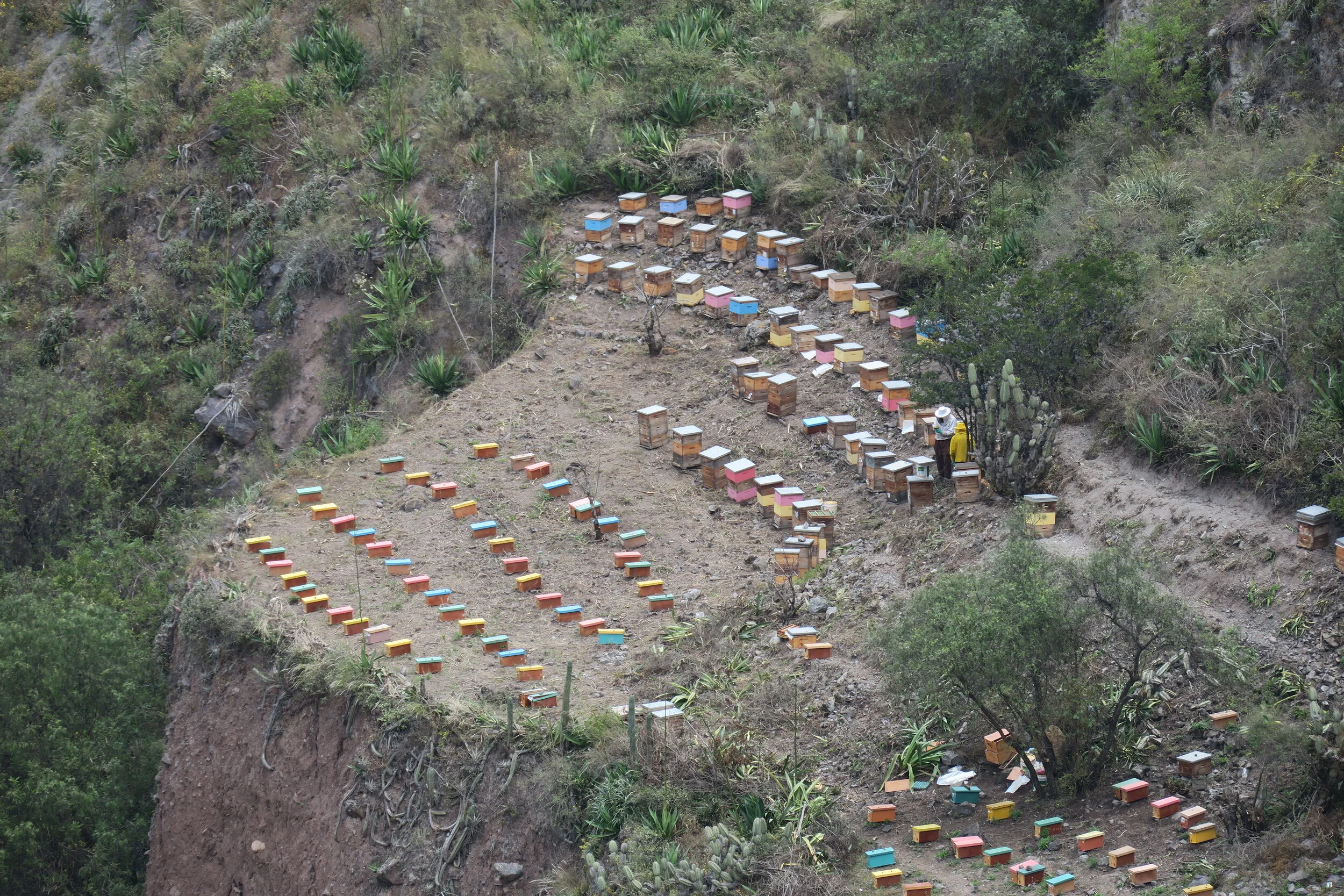 Nature Masters | Colmenas de abejas de colores en una pendiente de un cerro con vegetación y personas en la zona.