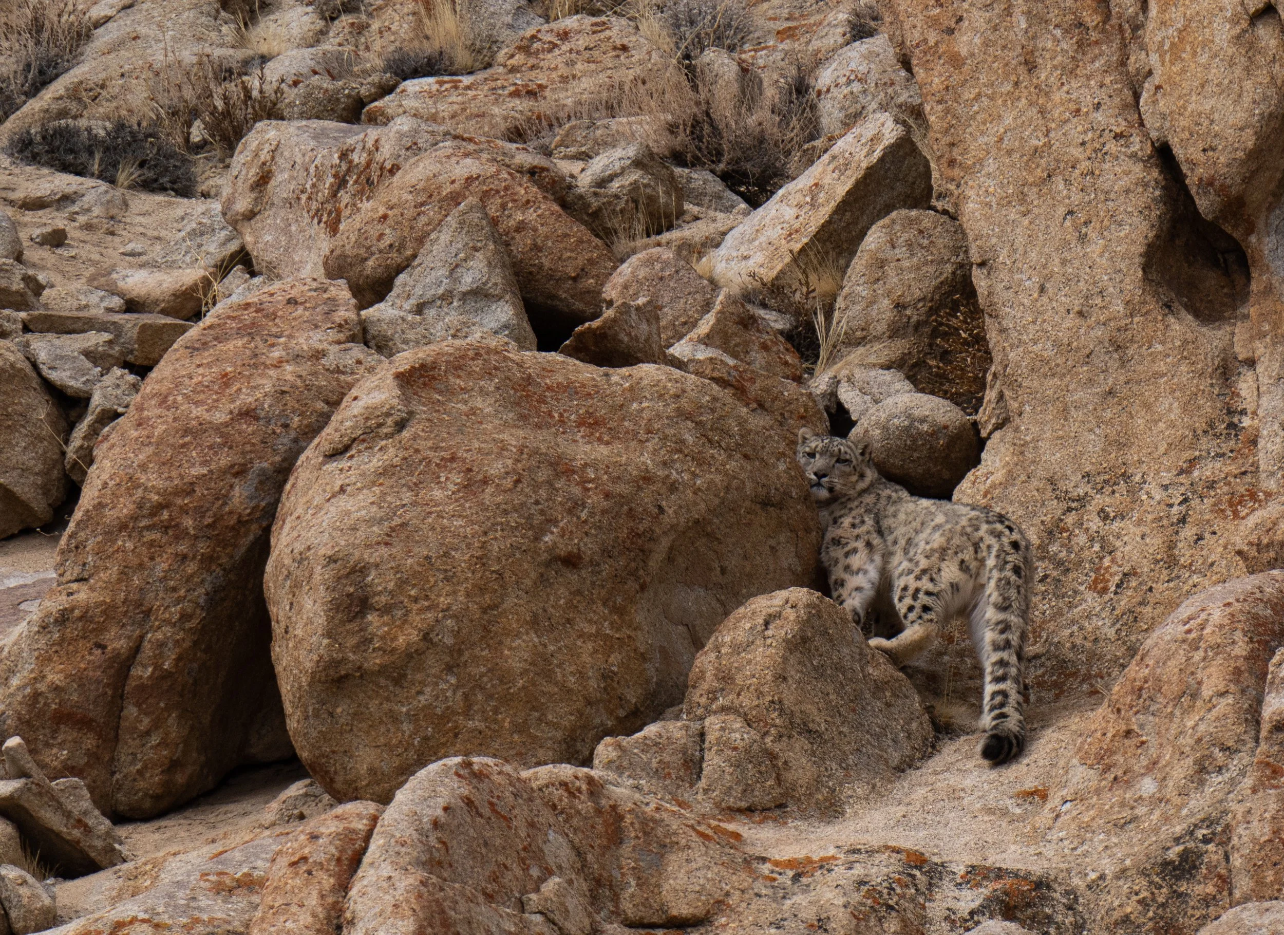 Snow Leopard Over Shoulder - Close Crop (1 of 1).JPG