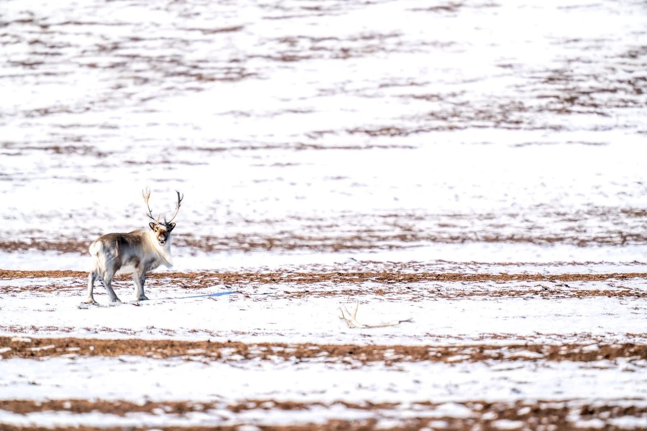 DSC09211-Enhanced-NR Large.jpeg