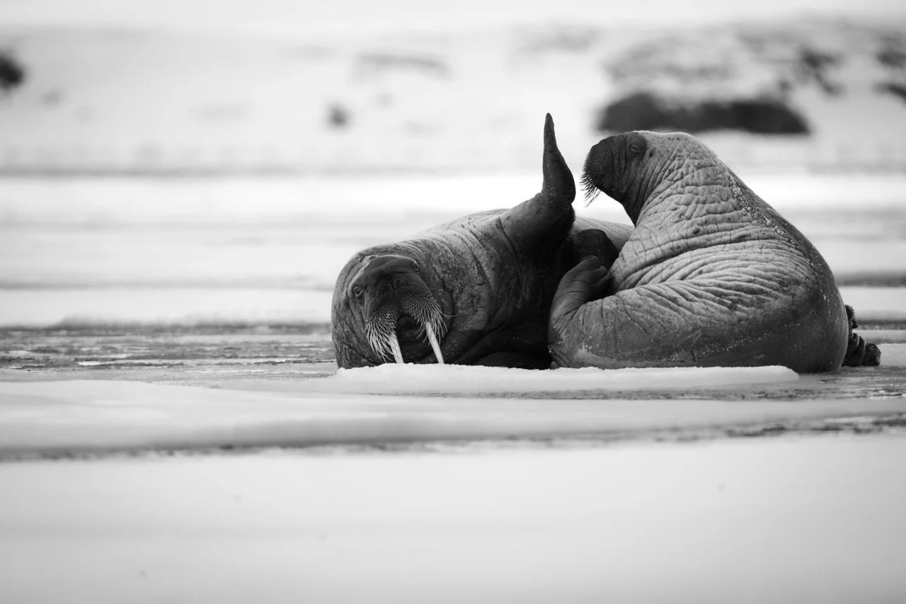 DSC03015-Enhanced-NR-2 Large.jpeg