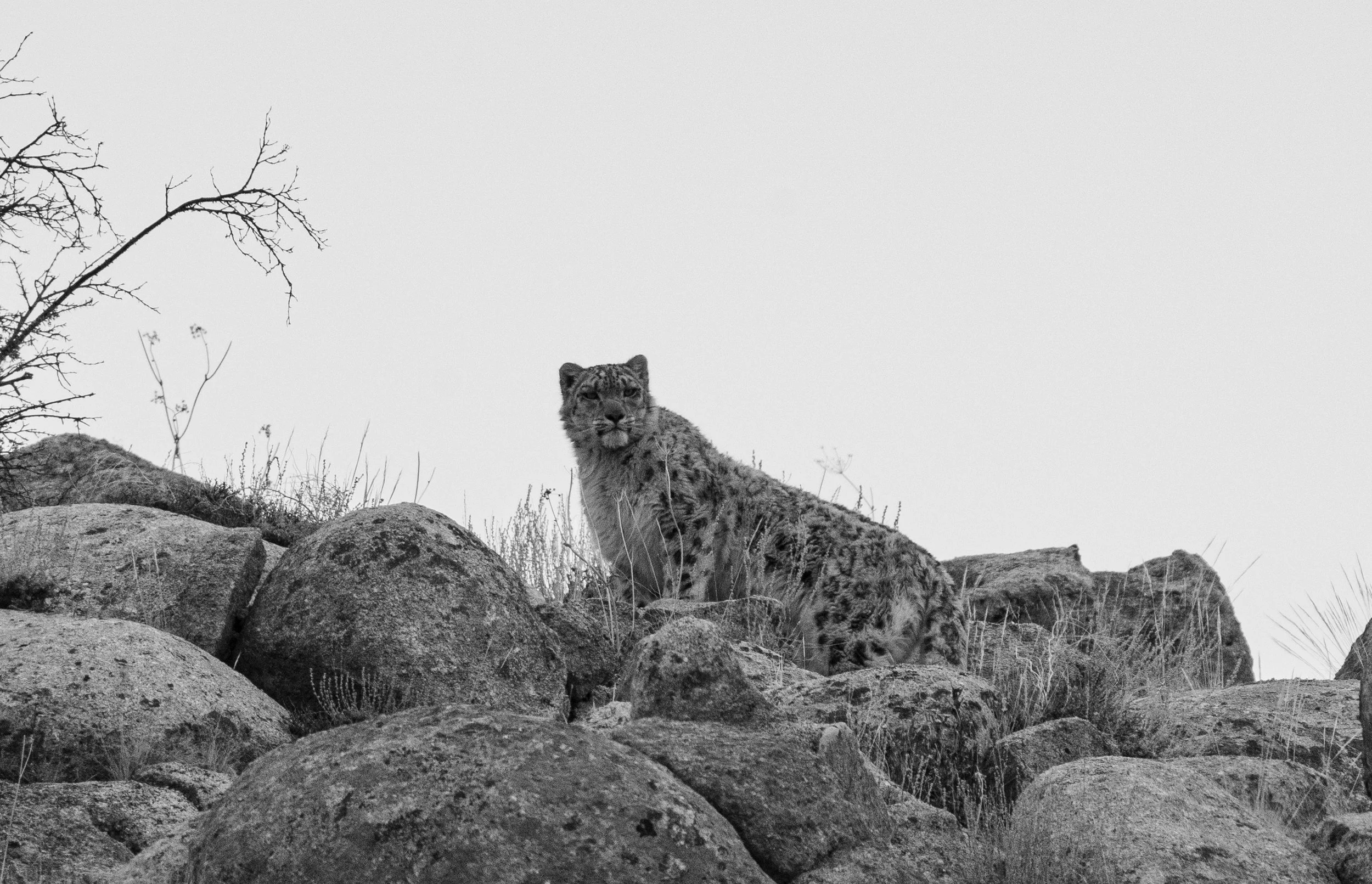 Snow Leopard on Ridge 4 -B&W (1 of 1).JPG