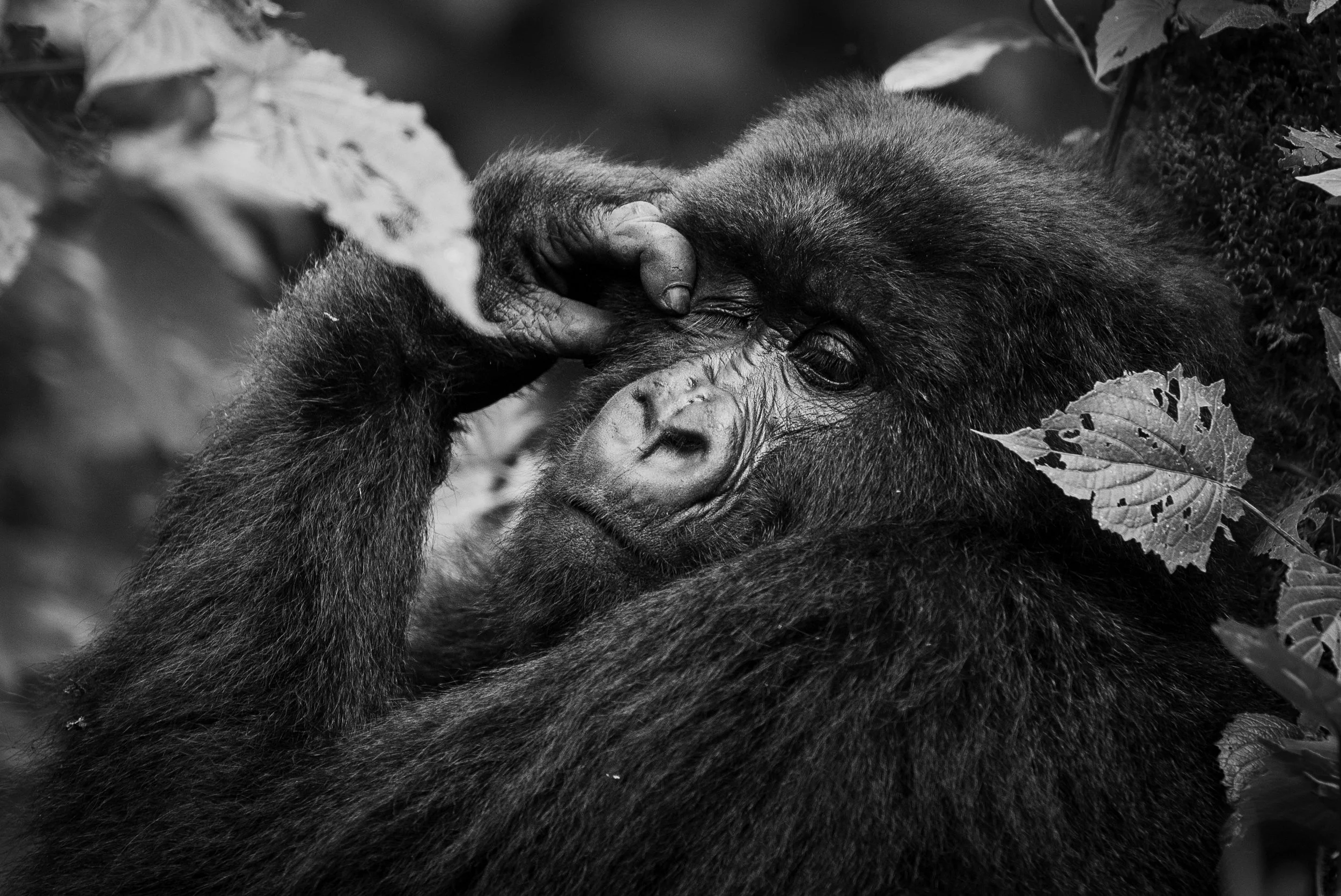 Rwanda Nov'23