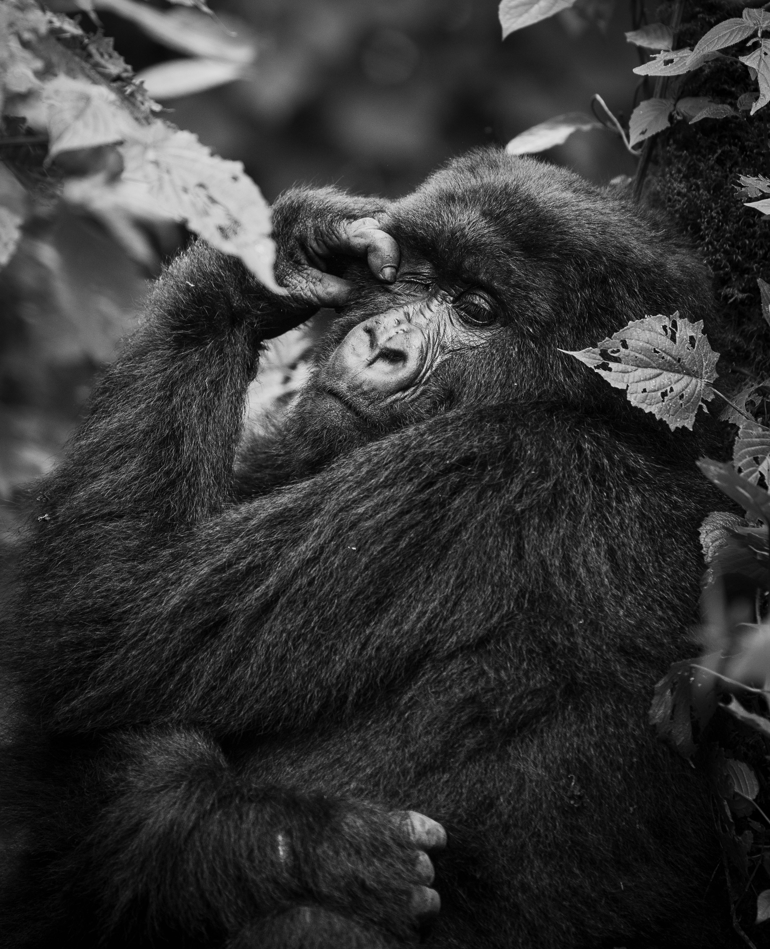 Rwanda  Gorillas  July '24