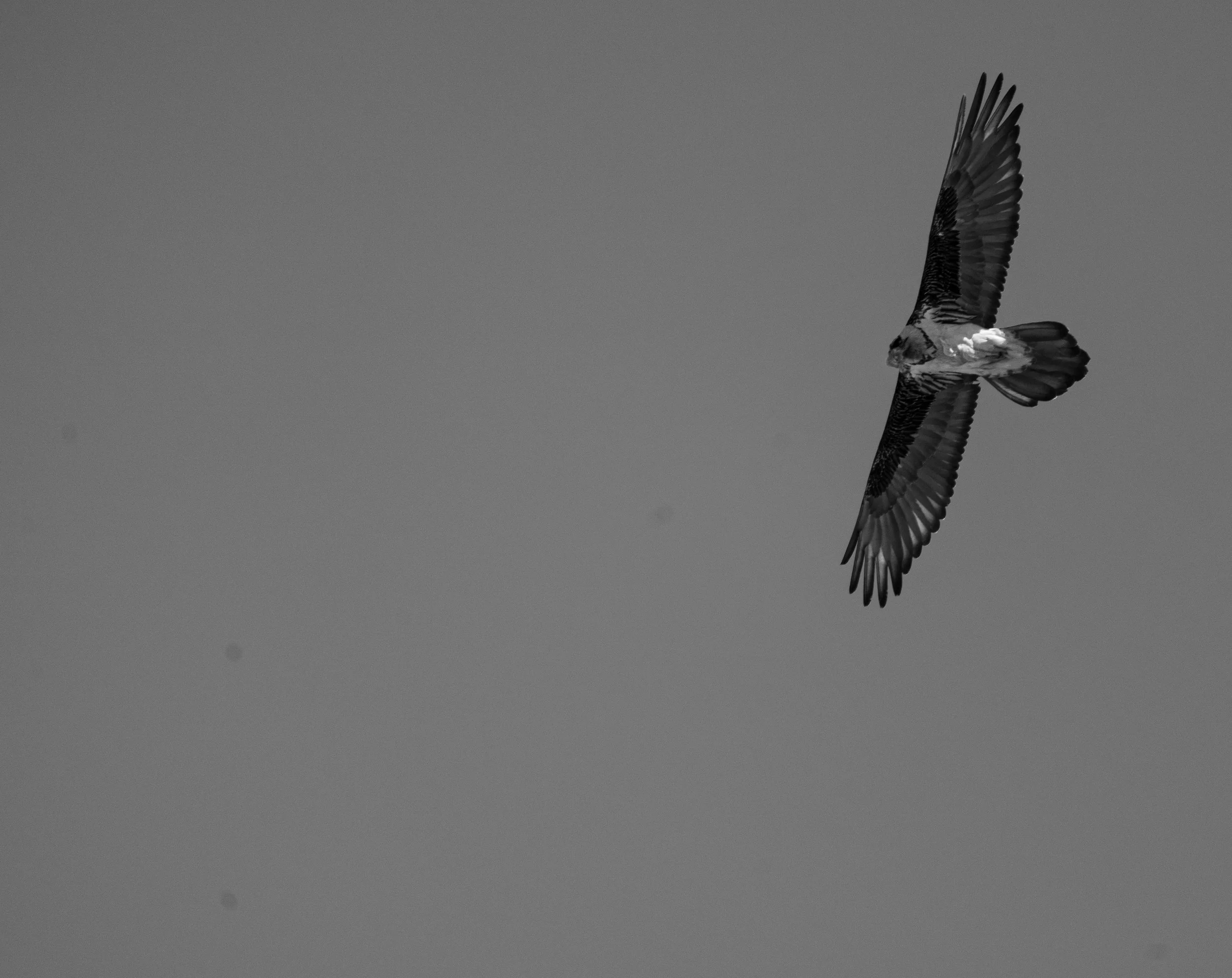Lammergeier-Bearded Vulture - B&W (1 of 1).JPG