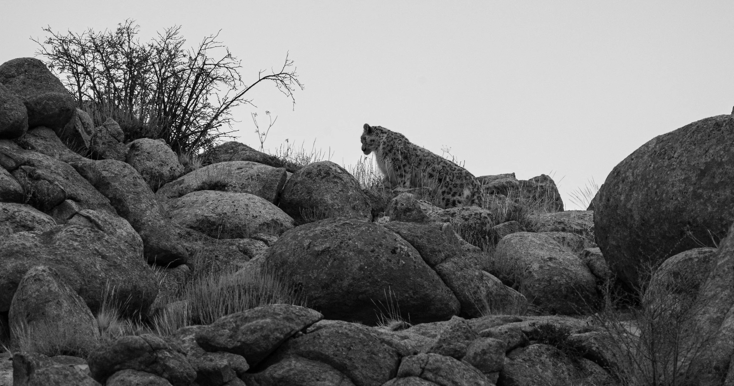 SL Silhouette - B&W (1 of 1).JPG