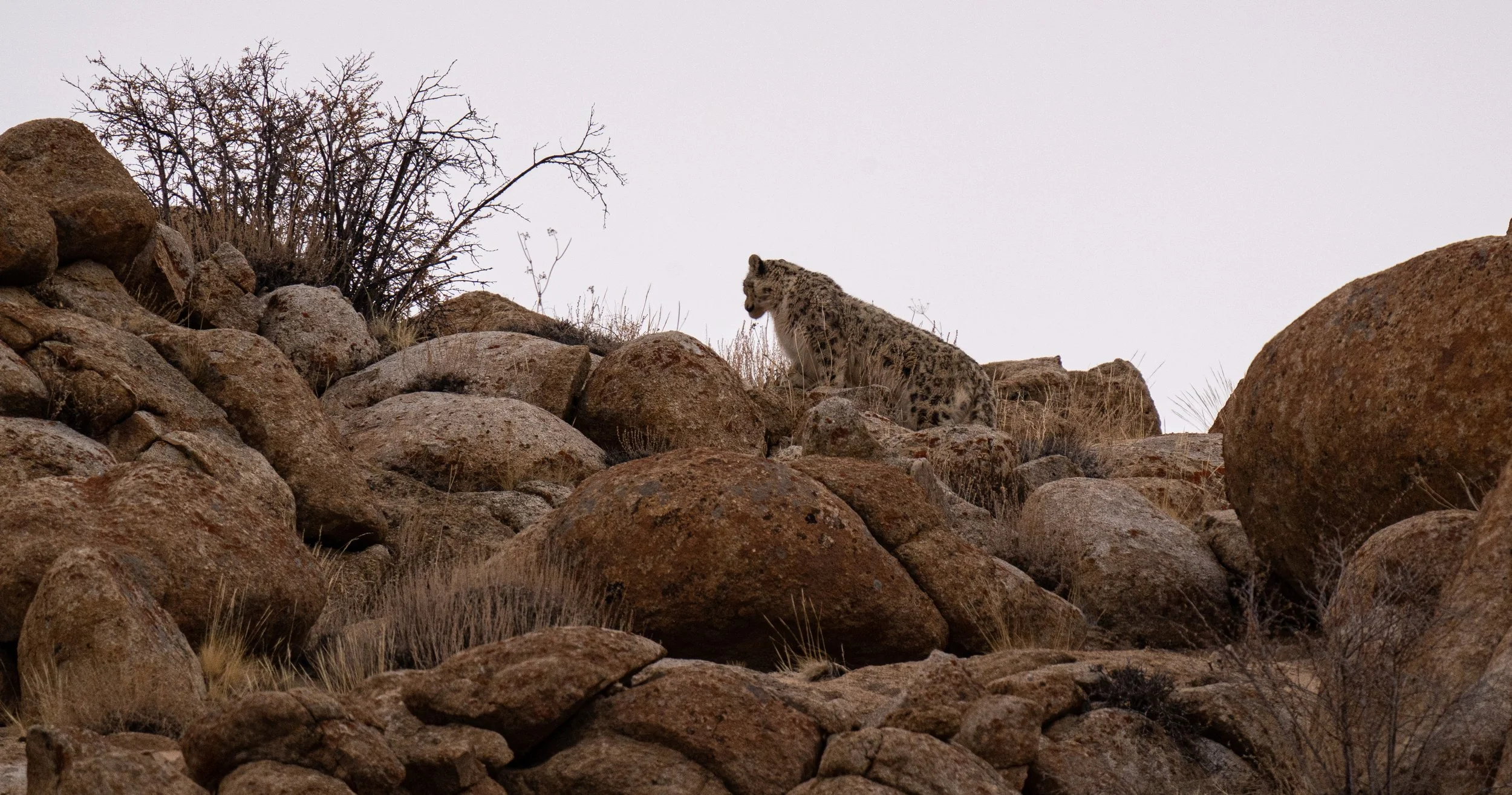 SL Silhouette (1 of 1).JPG