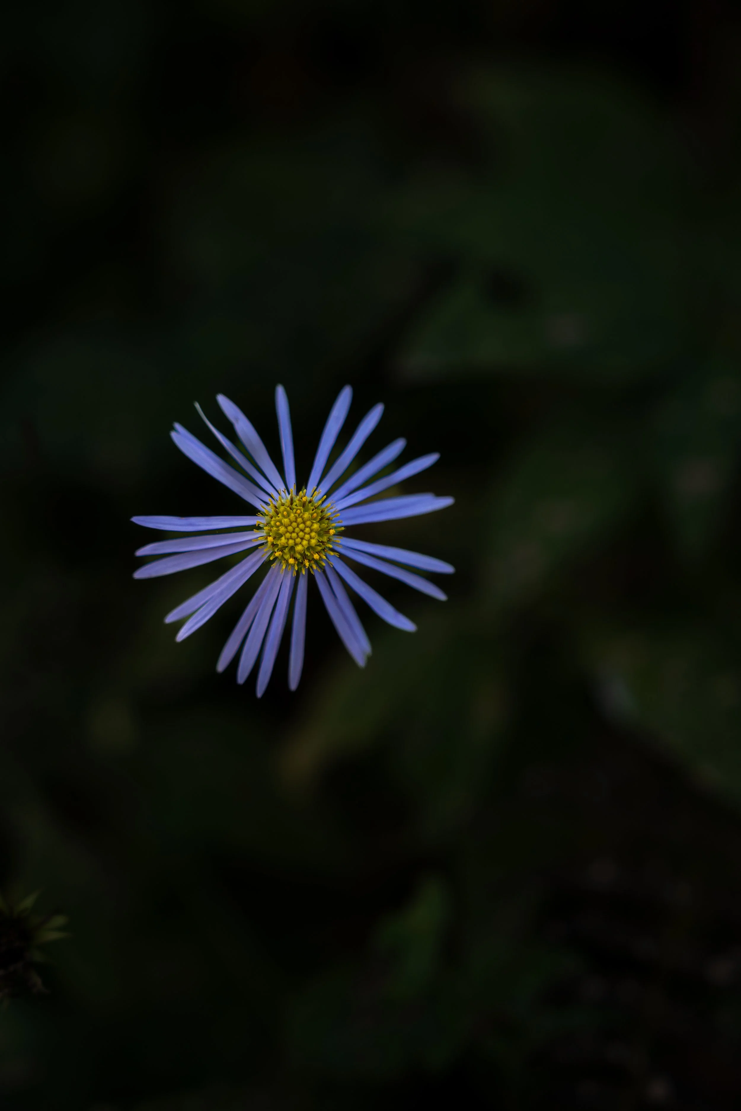 DSC00240.JPG