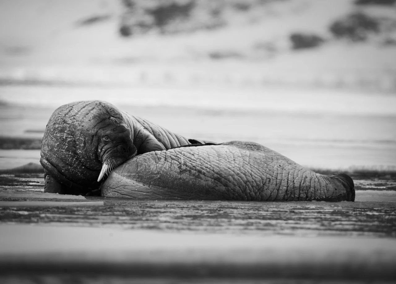 DSC02966-Enhanced-NR-2 Large.jpeg