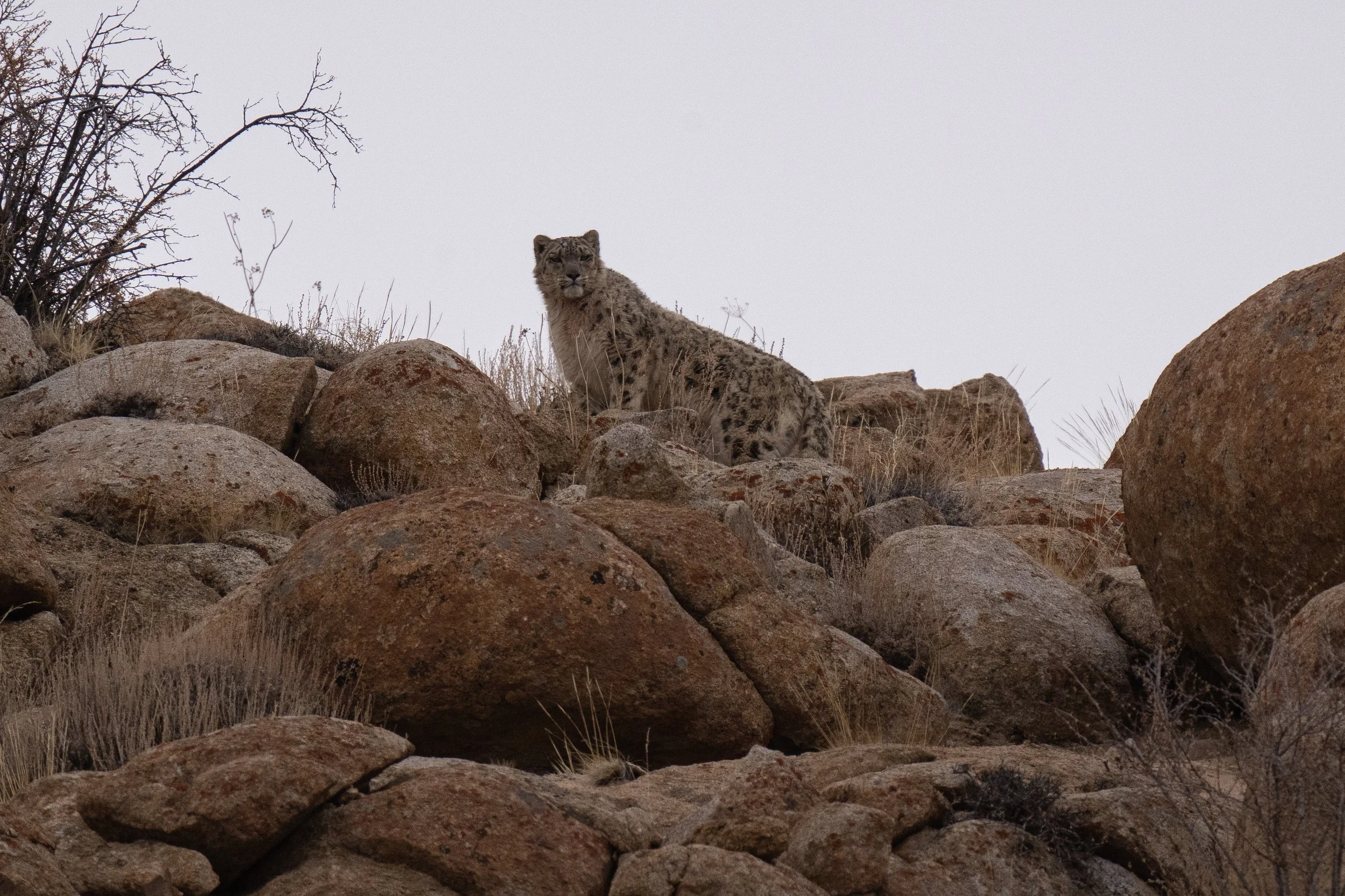 SL Ridge (1 of 1).JPG