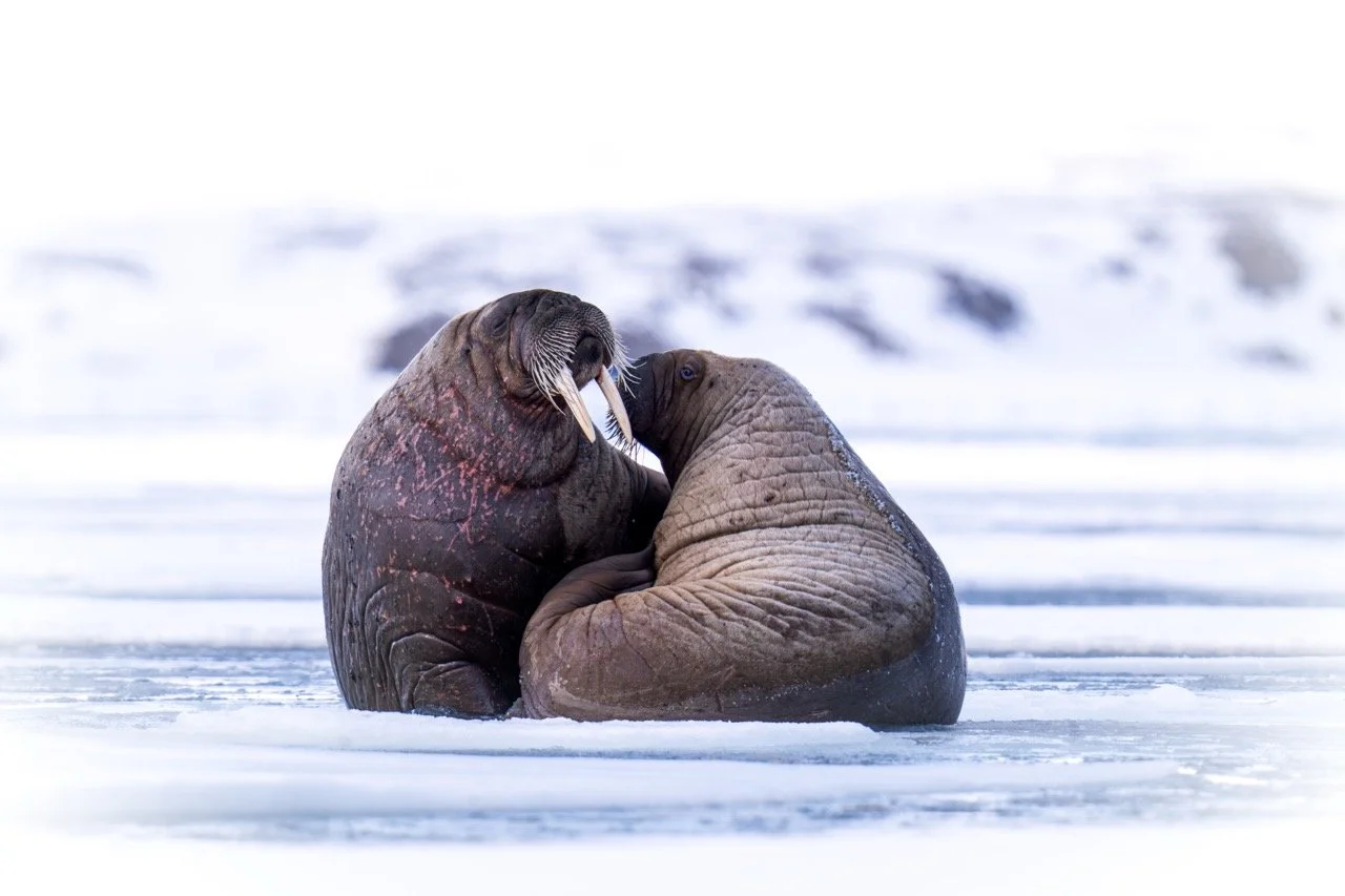 DSC03017-Enhanced-NR Large.jpeg