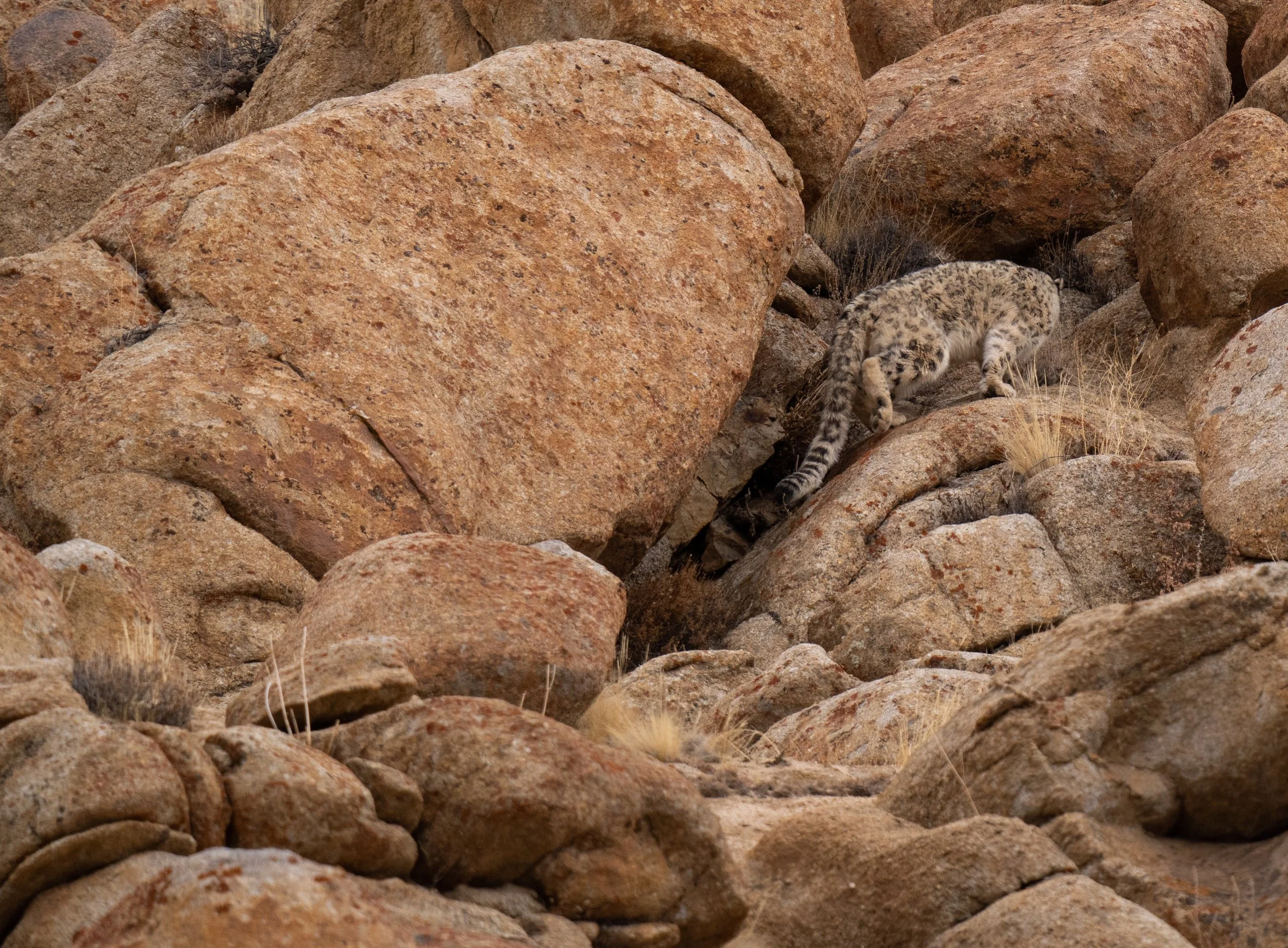 SL Boulder (1 of 1).JPG