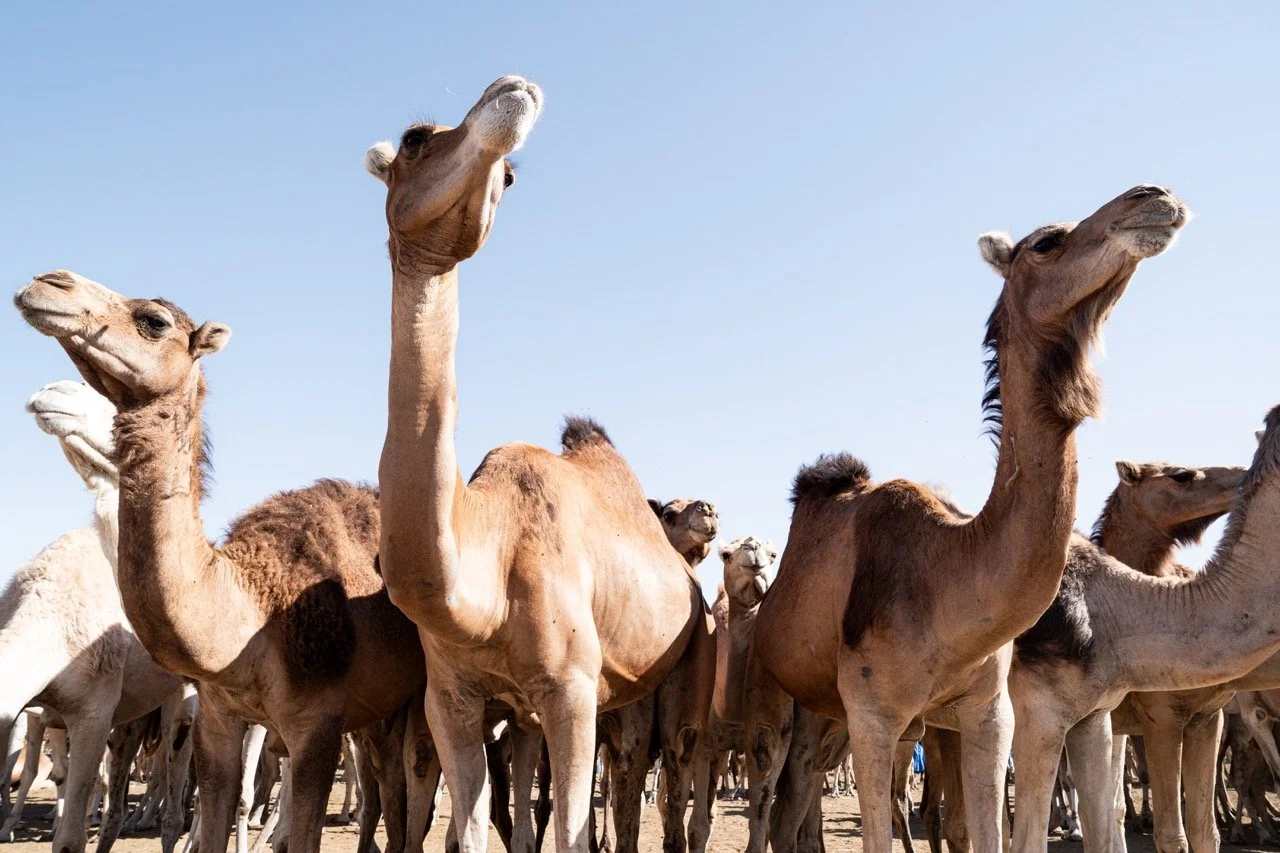 DSC07921-3 Large.jpeg