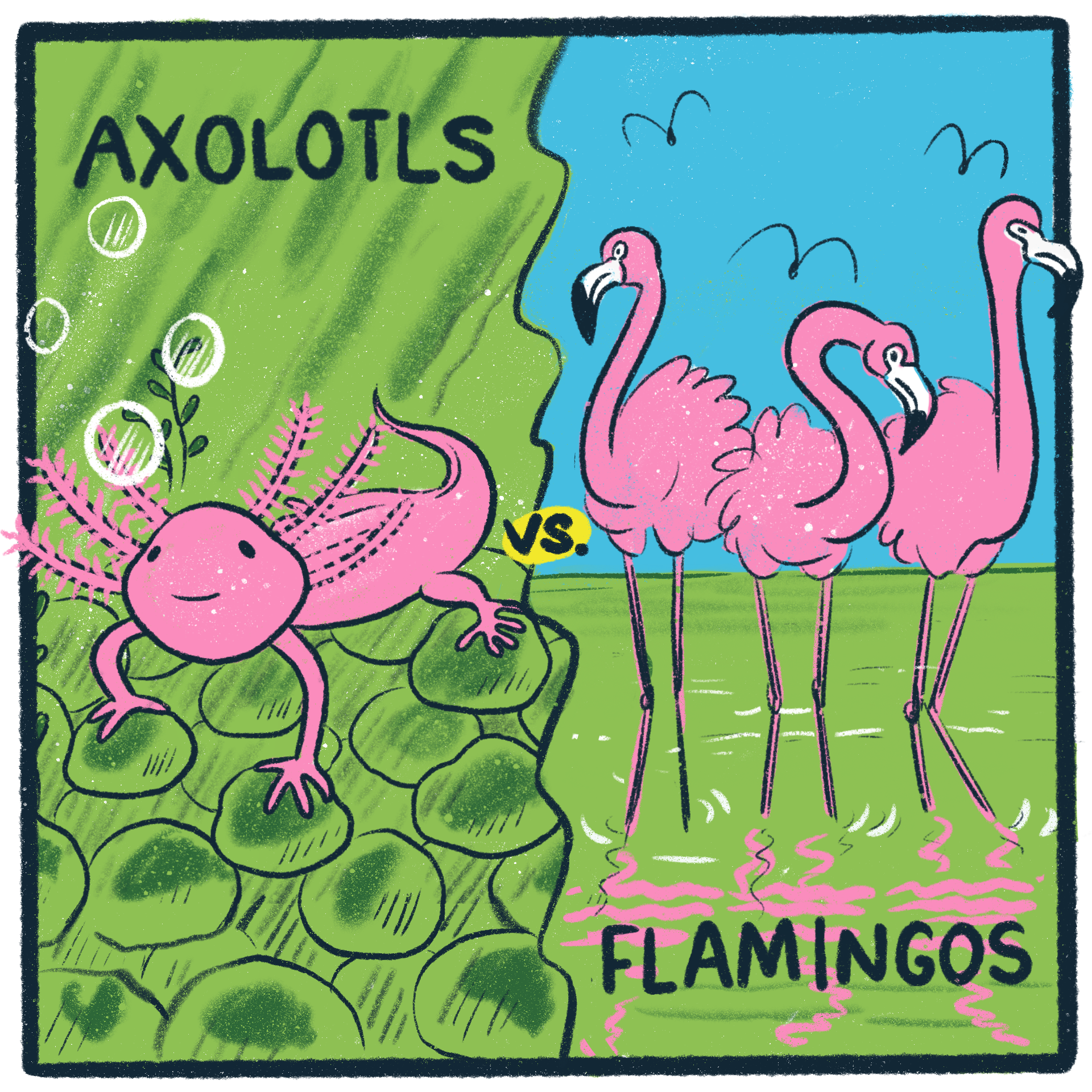 Axolotls vs Flamingos