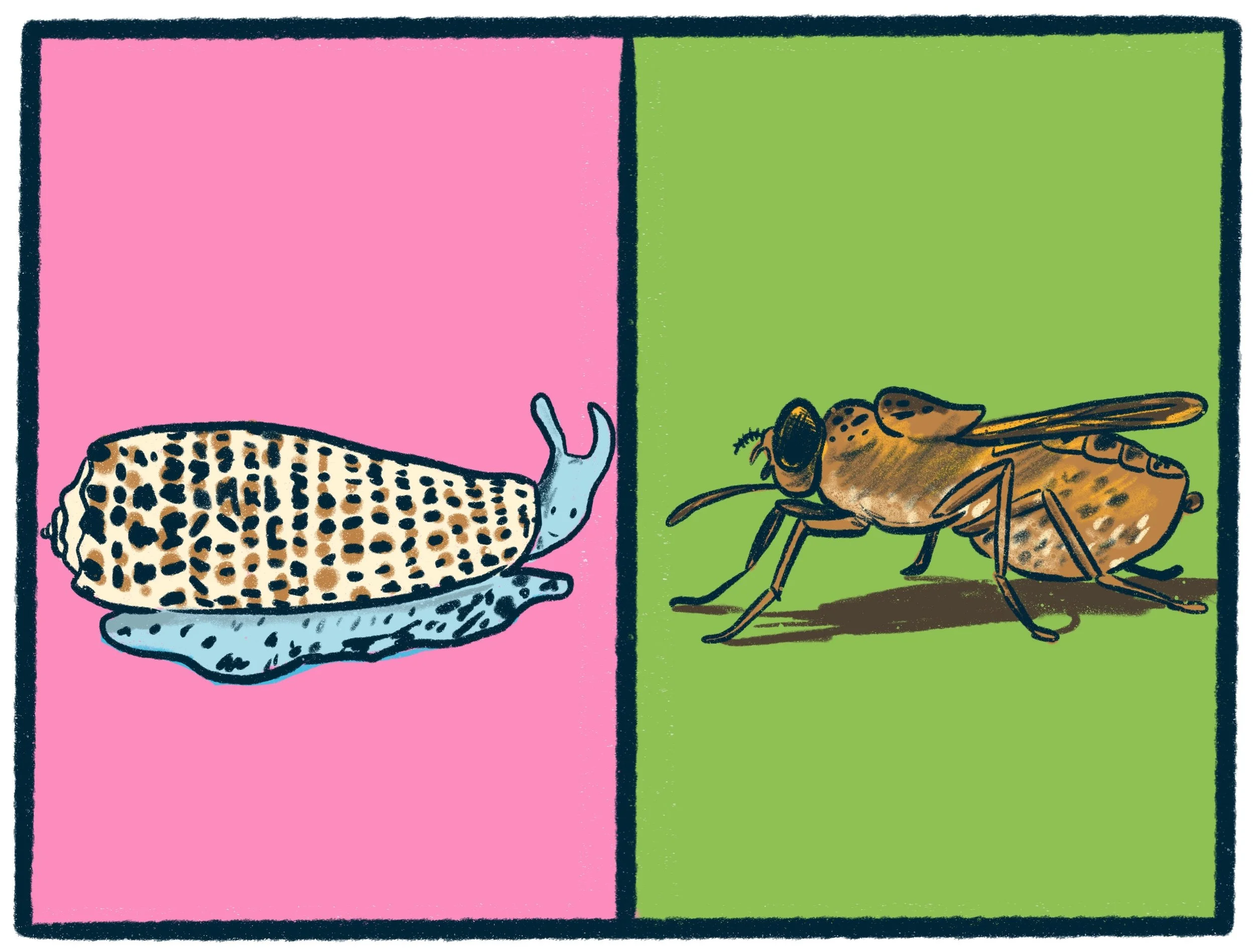 Cone Snails vs Tsetse Flies