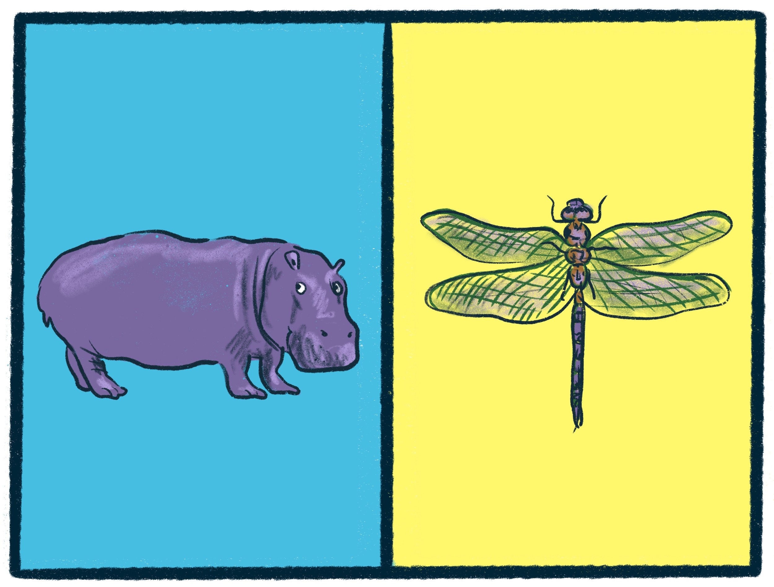 Hippopotamus vs Dragonfly