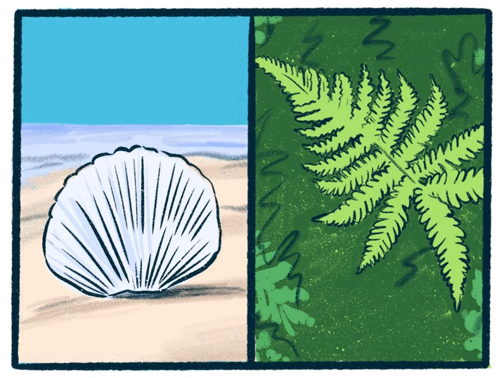 Seashells vs Ferns