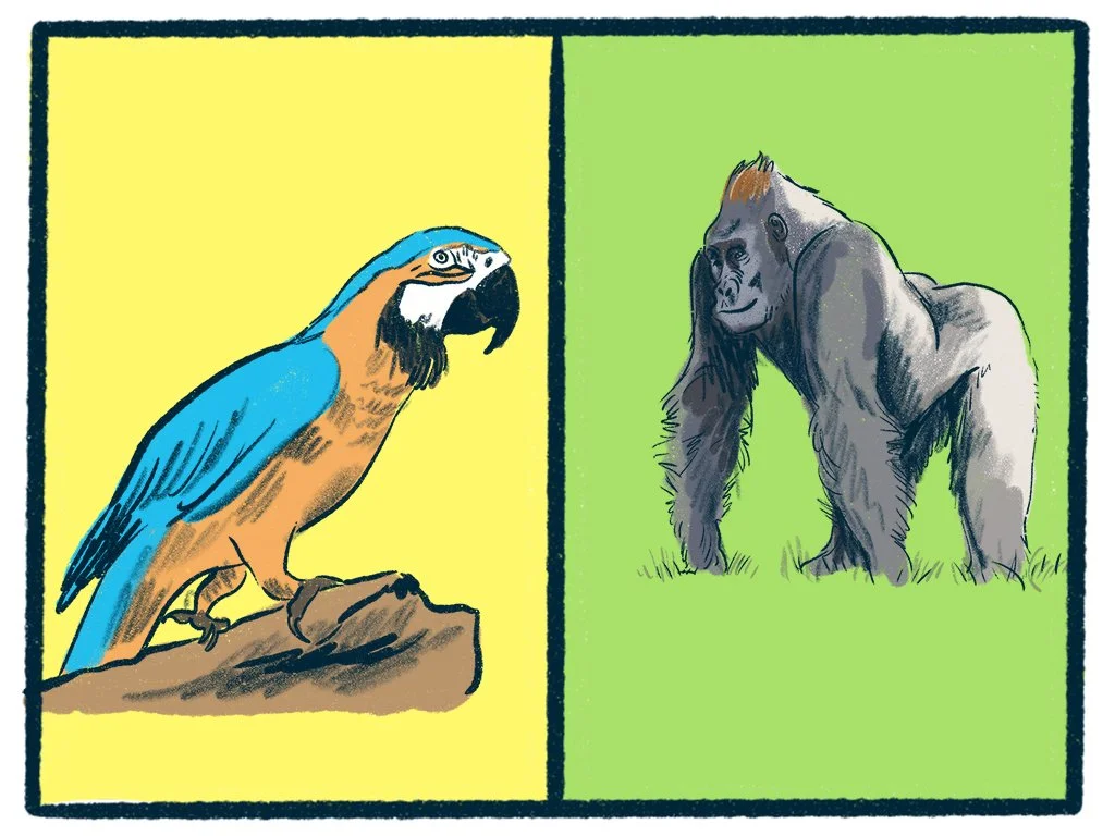 Parrots vs Gorillas