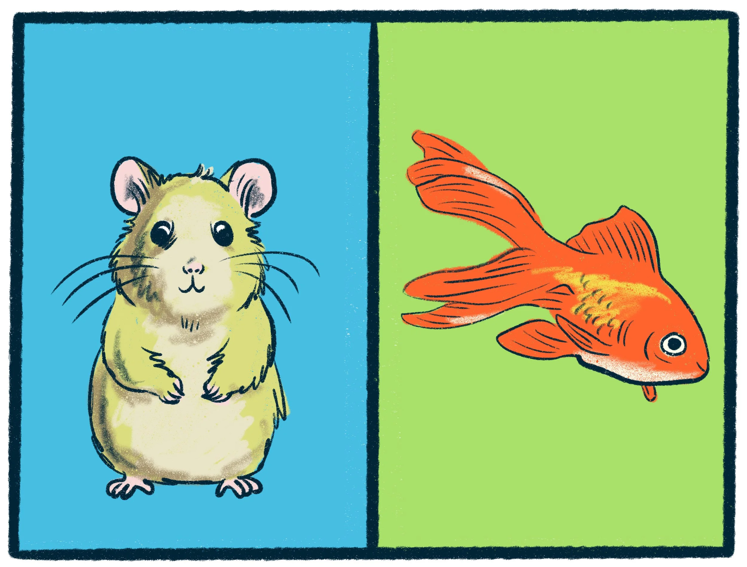 Hamsters vs Goldfish
