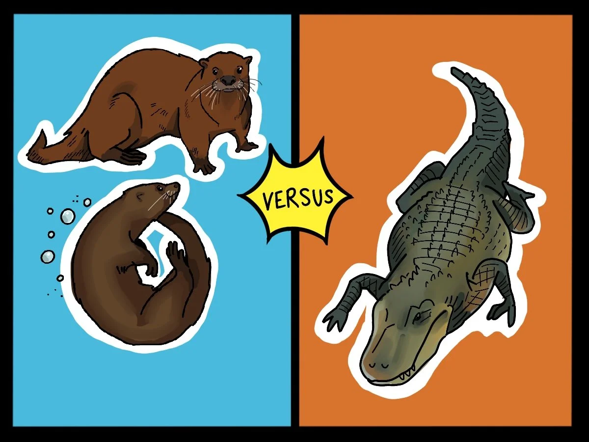 Alligators vs Otters